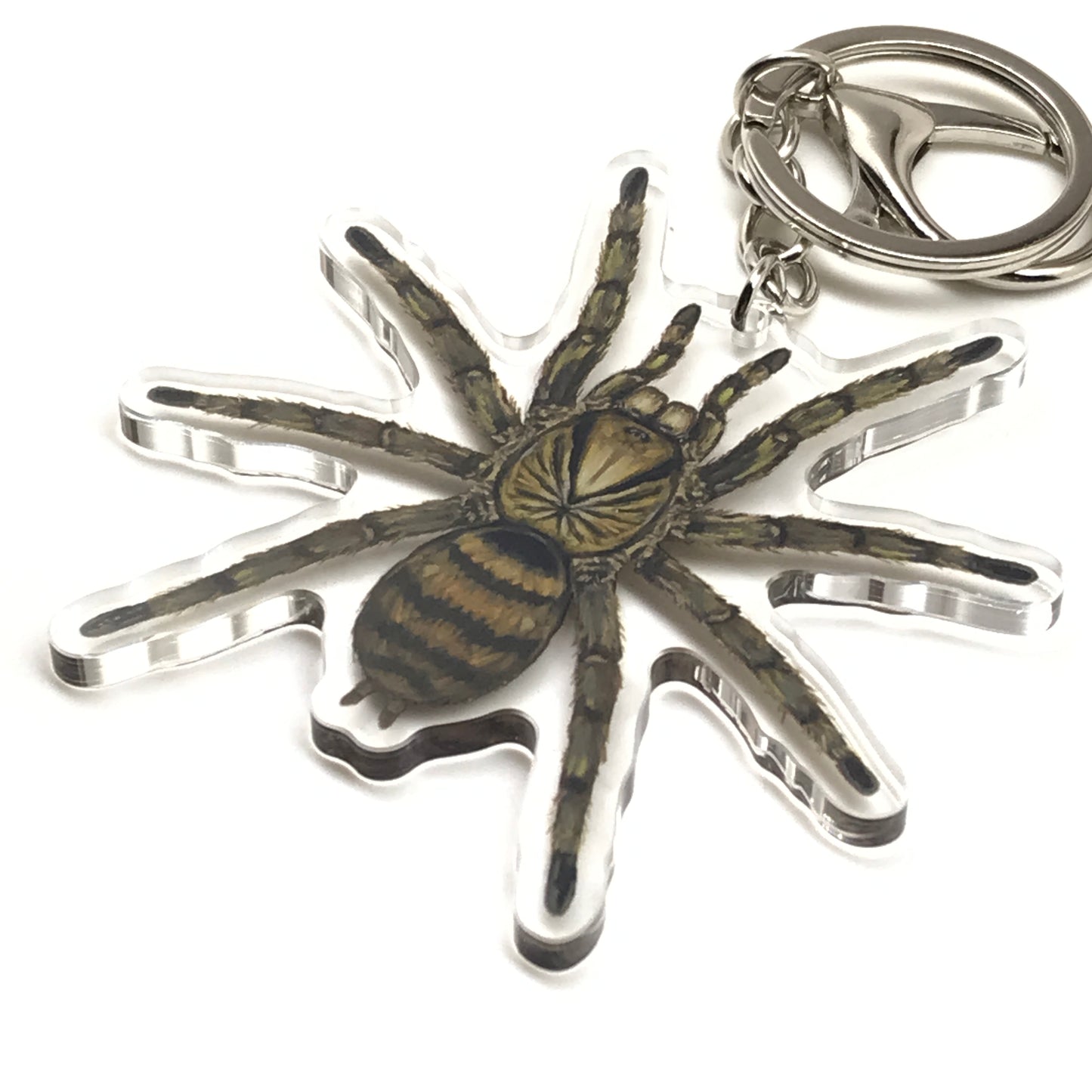 Trinidad Olive Tarantula Keychain, Neoholothele Incei Acrylic Charm from The Silk Ranch