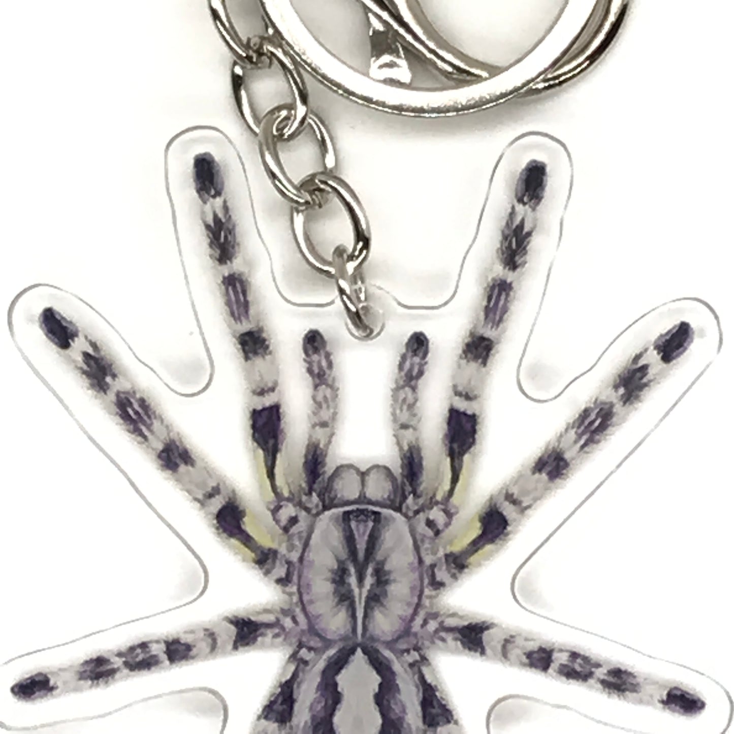 Indian Ornamental Tarantula keychain featuring a Poecilotheria Regalis acrylic charm with intricate details on a clear background.