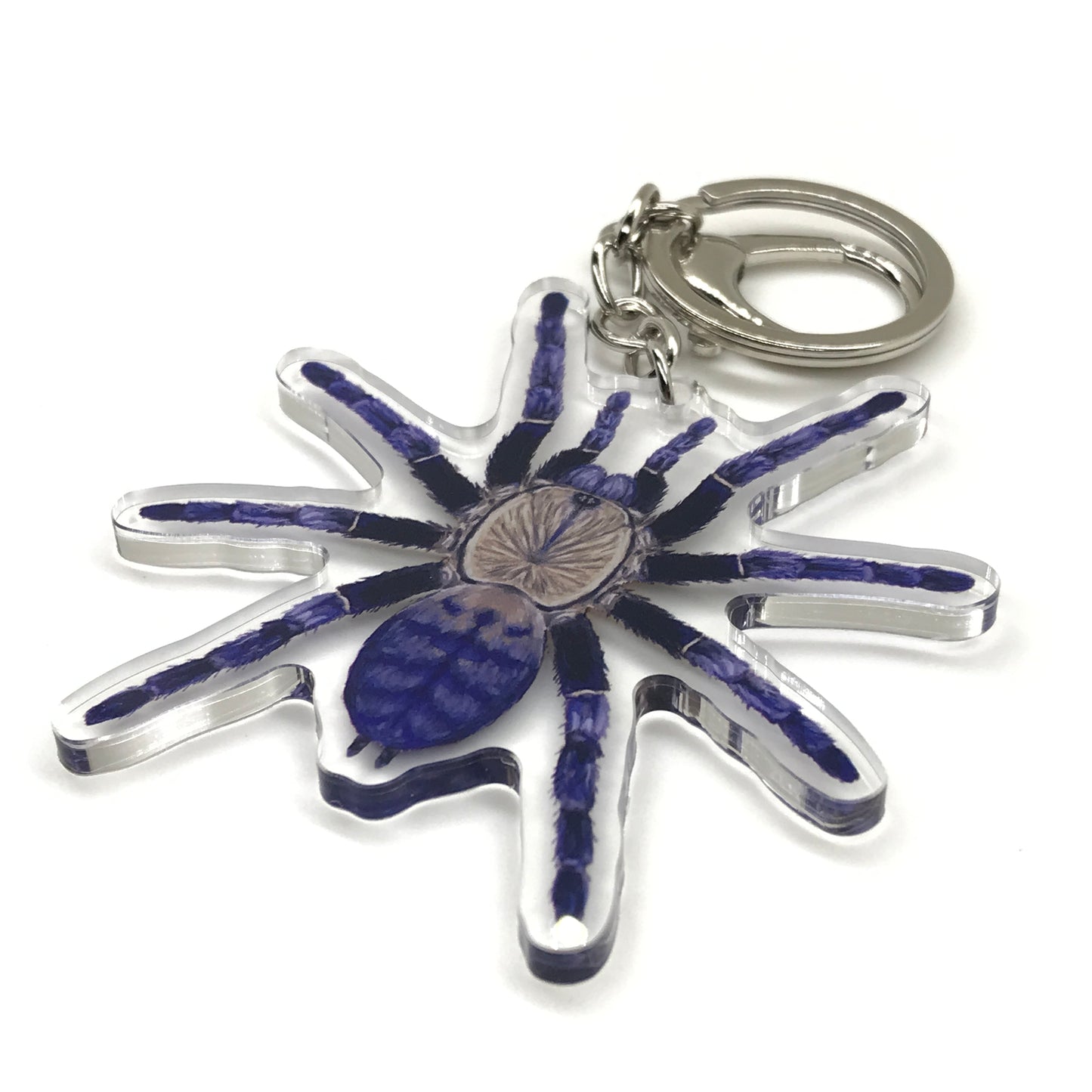 Purple Earth Tiger Tarantula Keychain, Phormingochilus sp. Hati Hati Acrylic Charm from The Silk Ranch