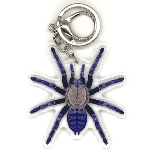 Purple Earth Tiger Tarantula Keychain, Phormingochilus sp. Hati Hati Acrylic Charm from The Silk Ranch