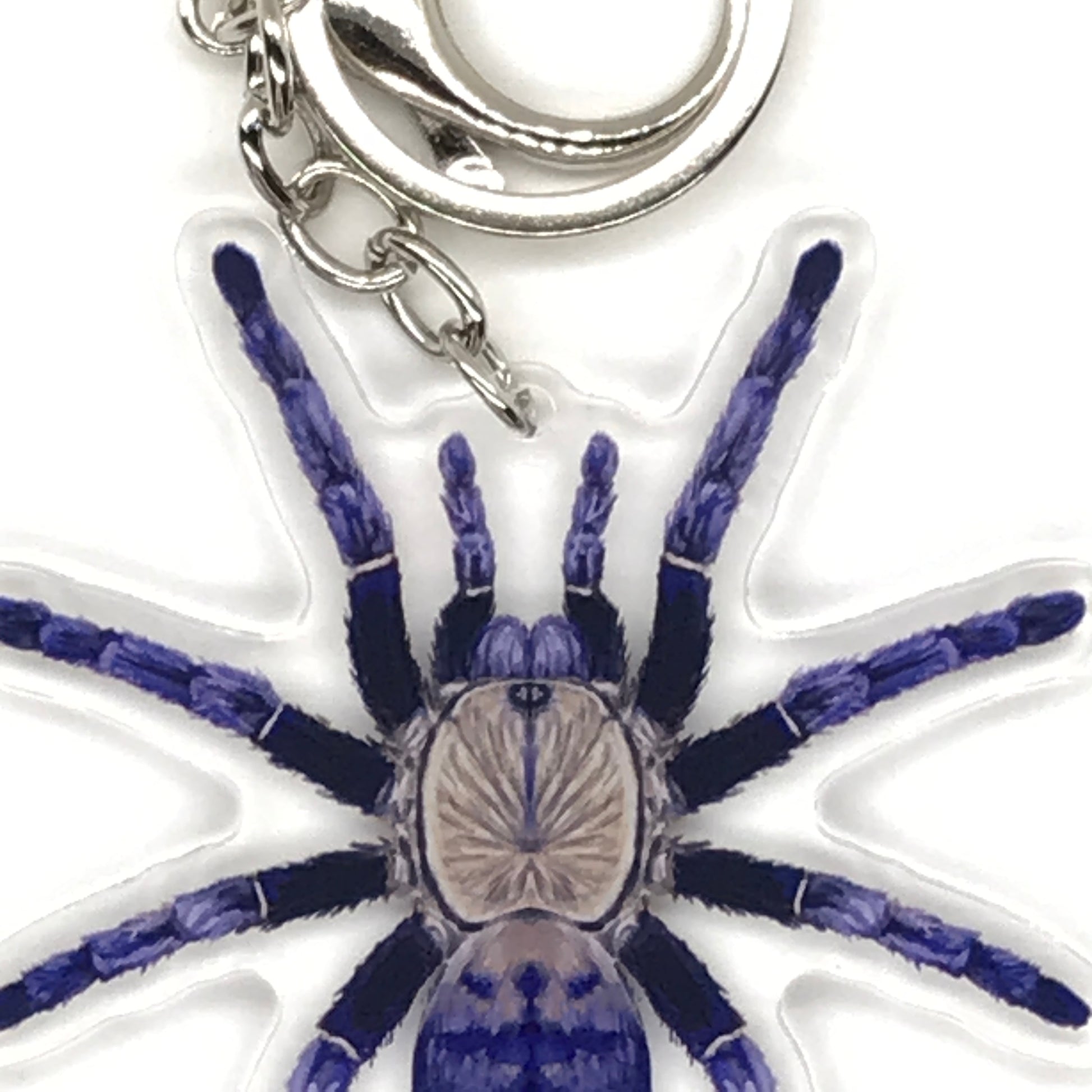Purple Earth Tiger Tarantula Keychain, Phormingochilus sp. Hati Hati Acrylic Charm from The Silk Ranch