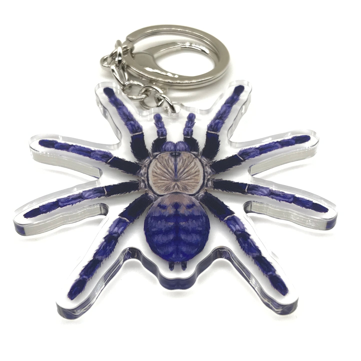 Purple Earth Tiger Tarantula Keychain, Phormingochilus sp. Hati Hati Acrylic Charm from The Silk Ranch