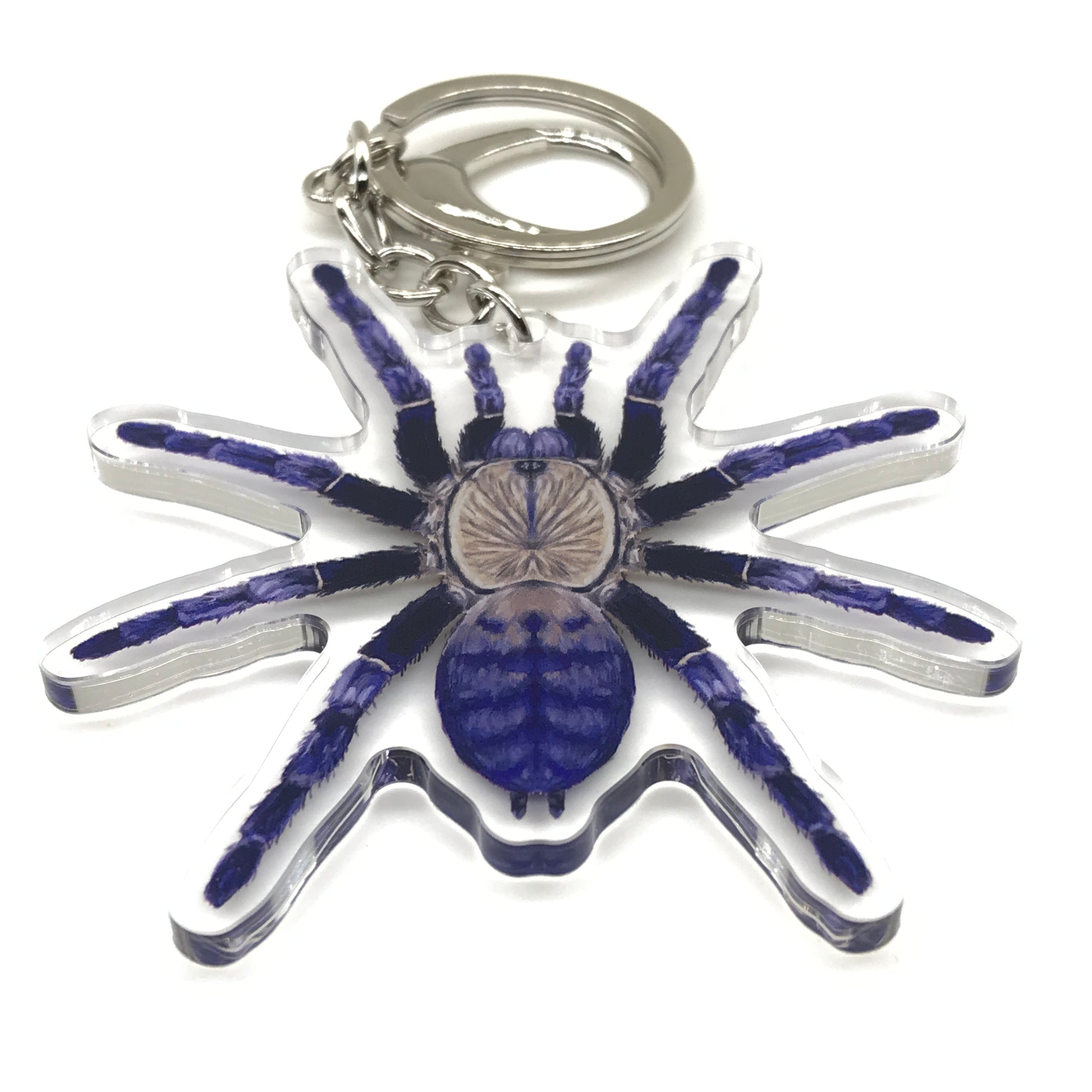 Purple Earth Tiger Tarantula Keychain, Phormingochilus sp. Hati Hati Acrylic Charm from The Silk Ranch