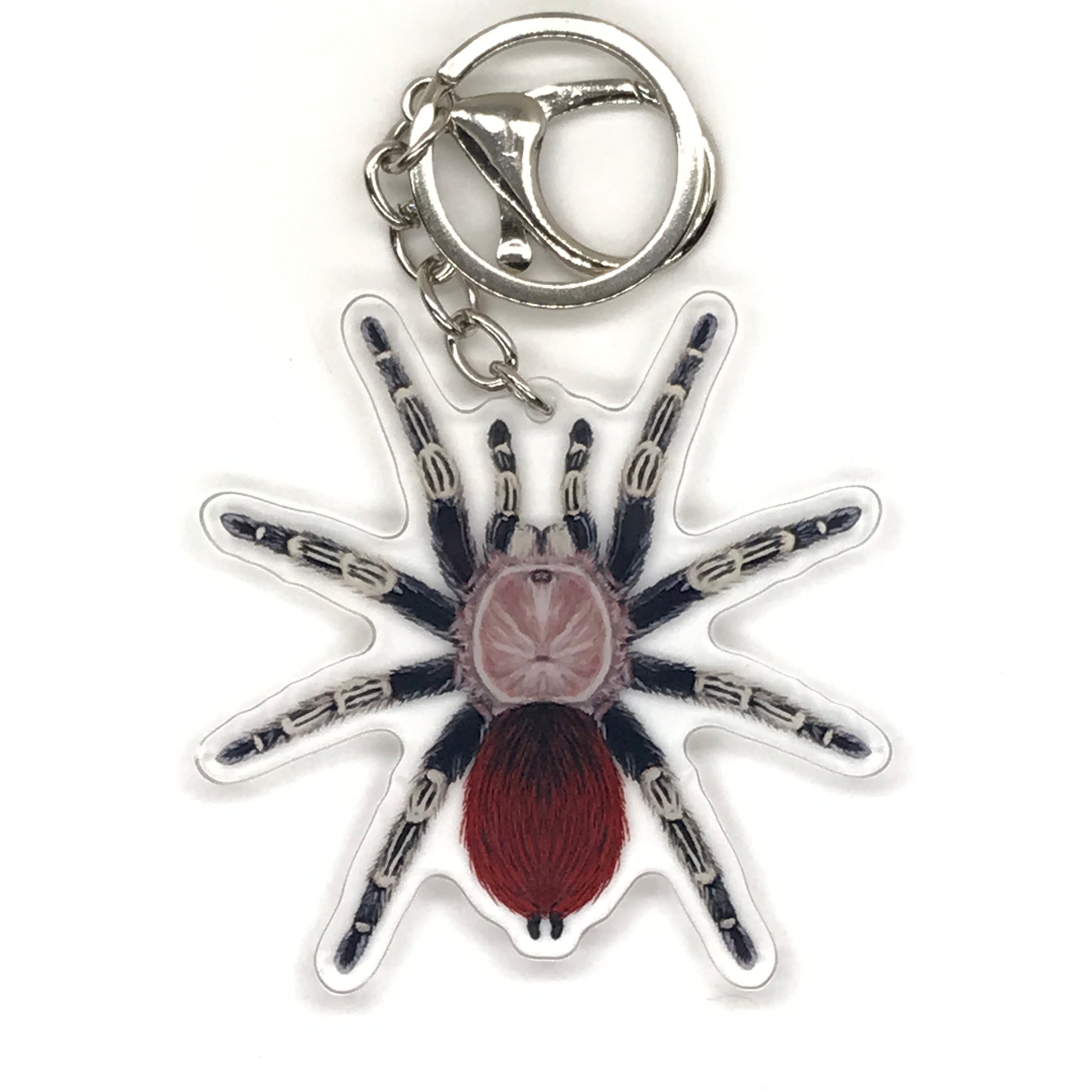 Brazilian Red and White Tarantula keychain acrylic charm featuring Vitalius Chromatus design, detailed and vibrant for accessory use.