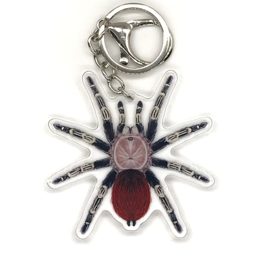 Brazilian Red and White Tarantula Keychain, Vitalius Chromatus Acrylic Charm from The Silk Ranch