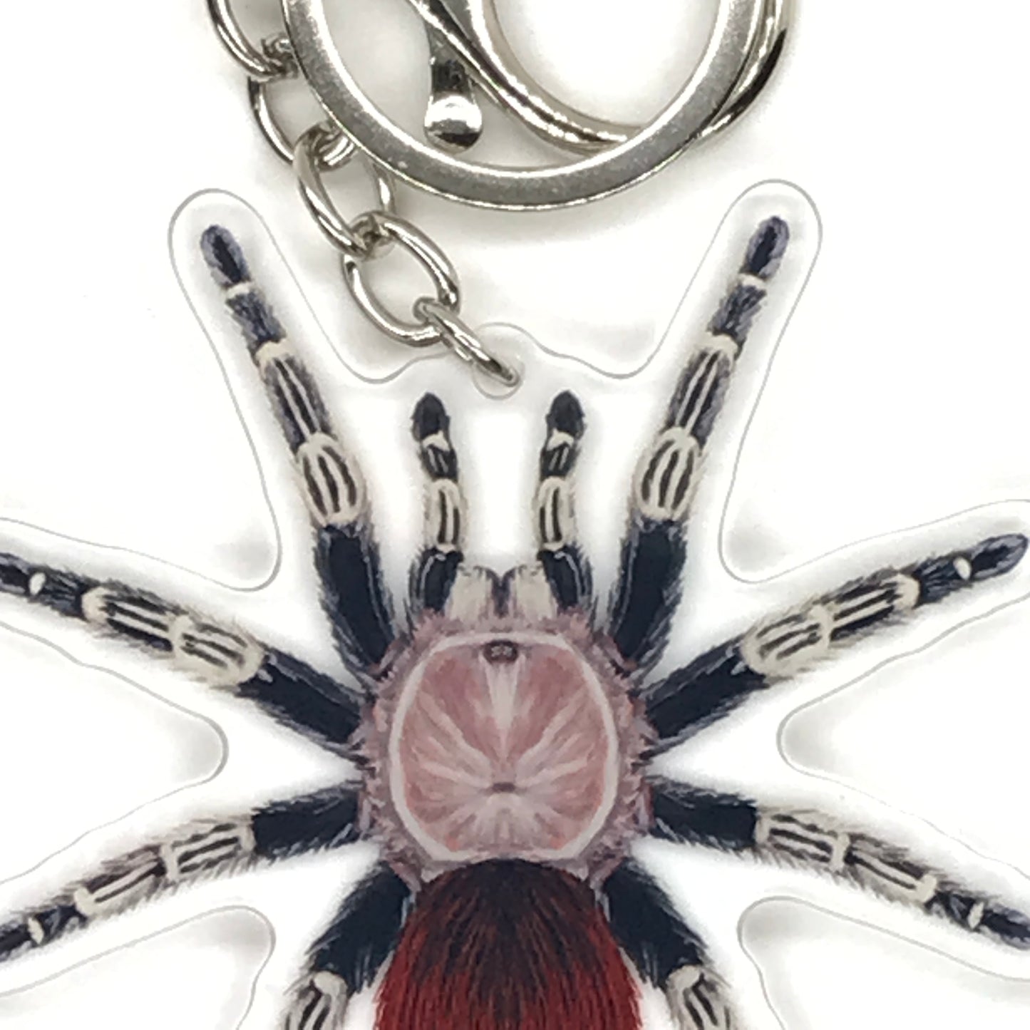 Brazilian Red and White Tarantula keychain featuring Vitalius Chromatus acrylic charm, showcasing vibrant colors and detailed design.