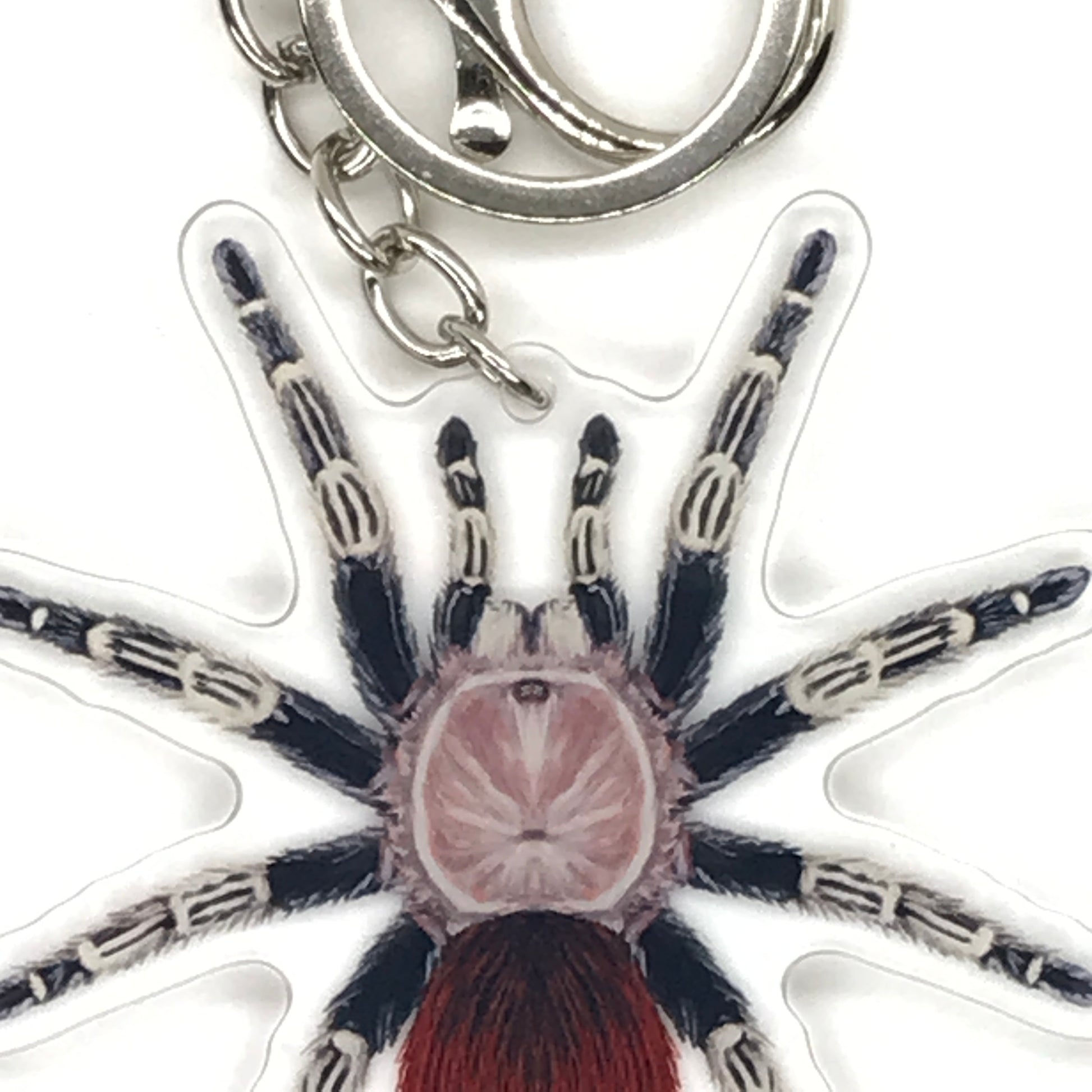 Brazilian Red and White Tarantula keychain featuring Vitalius Chromatus acrylic charm, showcasing vibrant colors and detailed design.