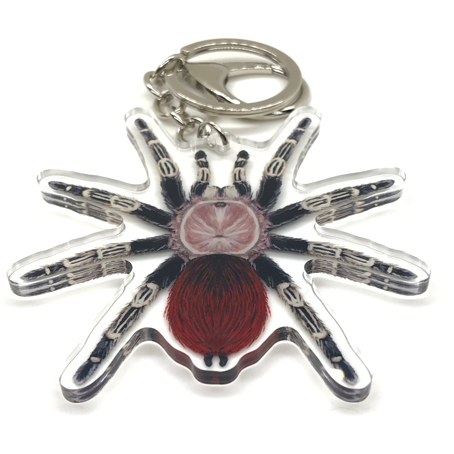 Brazilian red and white tarantula keychain featuring Vitalius Chromatus acrylic charm on a keyring.