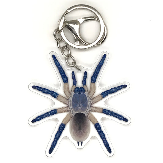 Socotra Island Blue Baboon Tarantula Keychain, Monocentropus Balfouri Acrylic Charm from The Silk Ranch