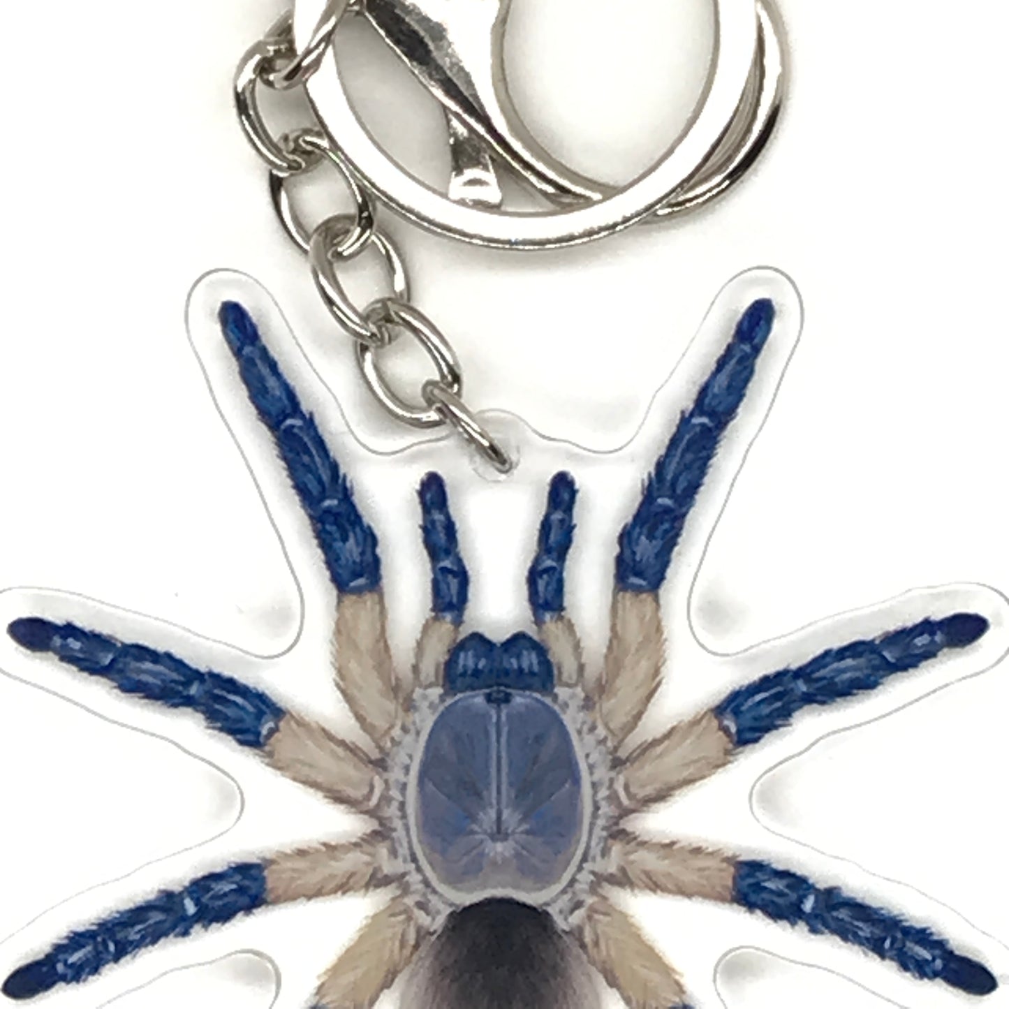 Blue Baboon Tarantula keychain featuring Monocentropus Balfouri acrylic charm from The Silk Ranch, detailed blue spider design.