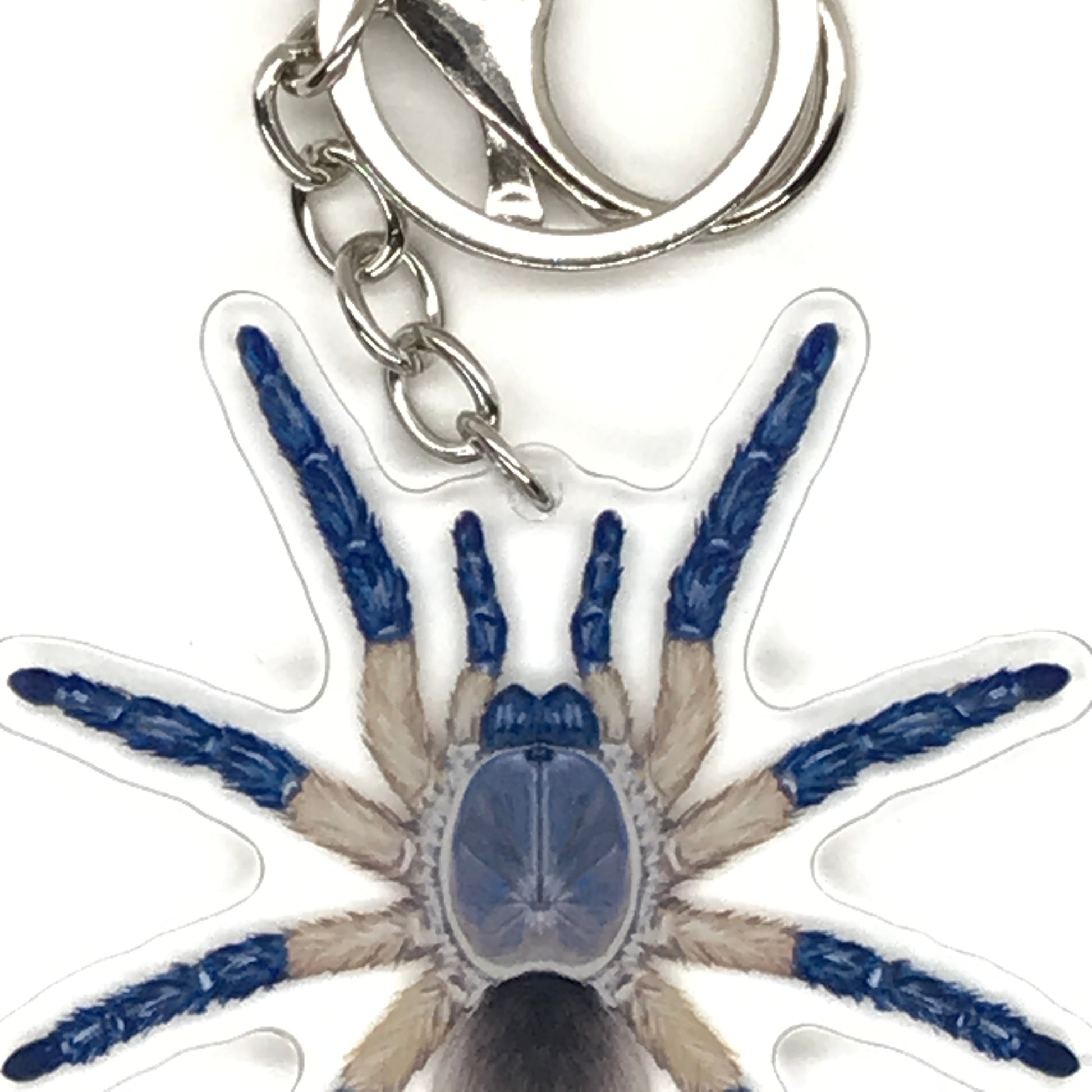 Blue Baboon Tarantula keychain featuring Monocentropus Balfouri acrylic charm from The Silk Ranch, detailed blue spider design.