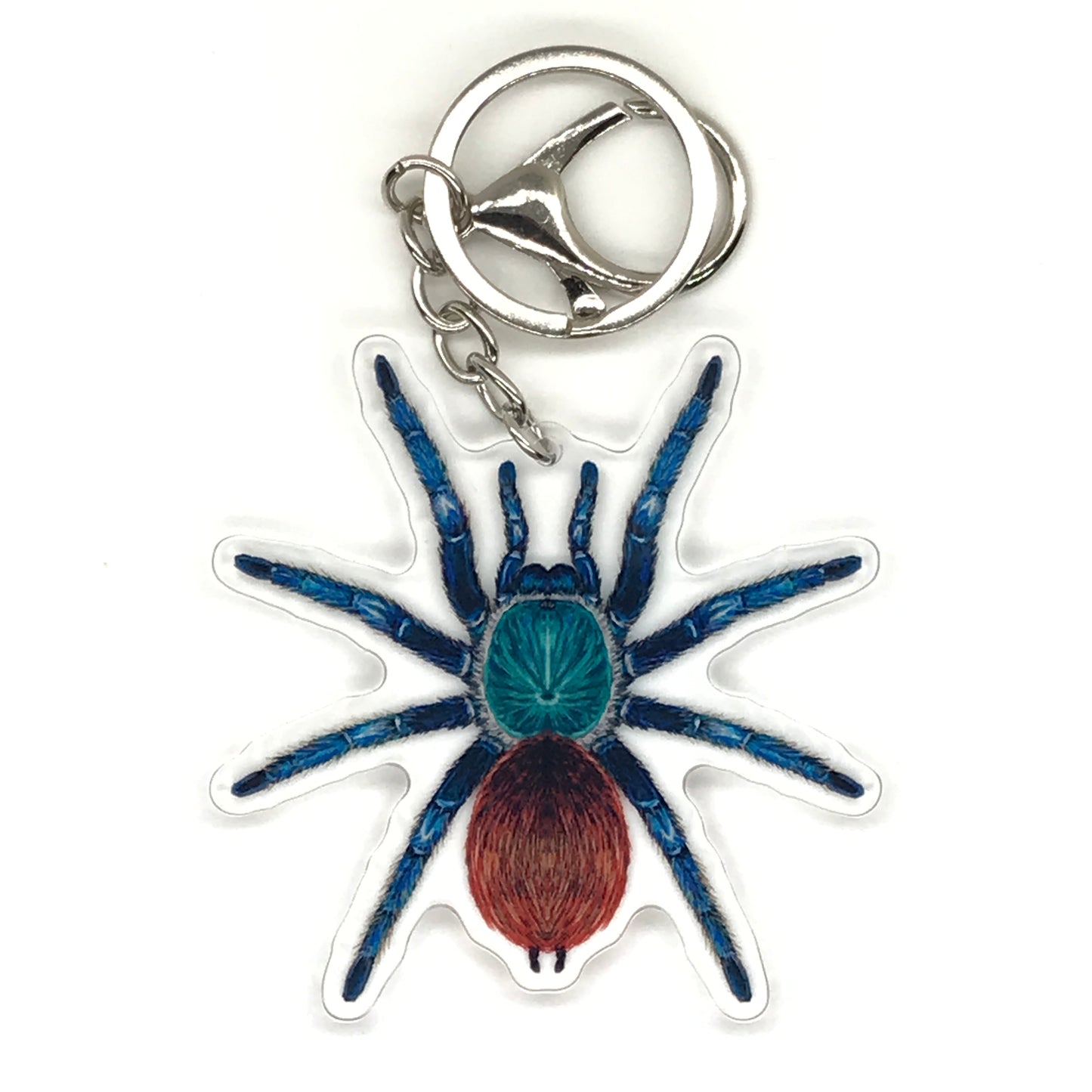Green Bottle Blue Tarantula keychain from The Silk Ranch featuring a colorful acrylic charm of Chromatopelma cyaneopubescens.