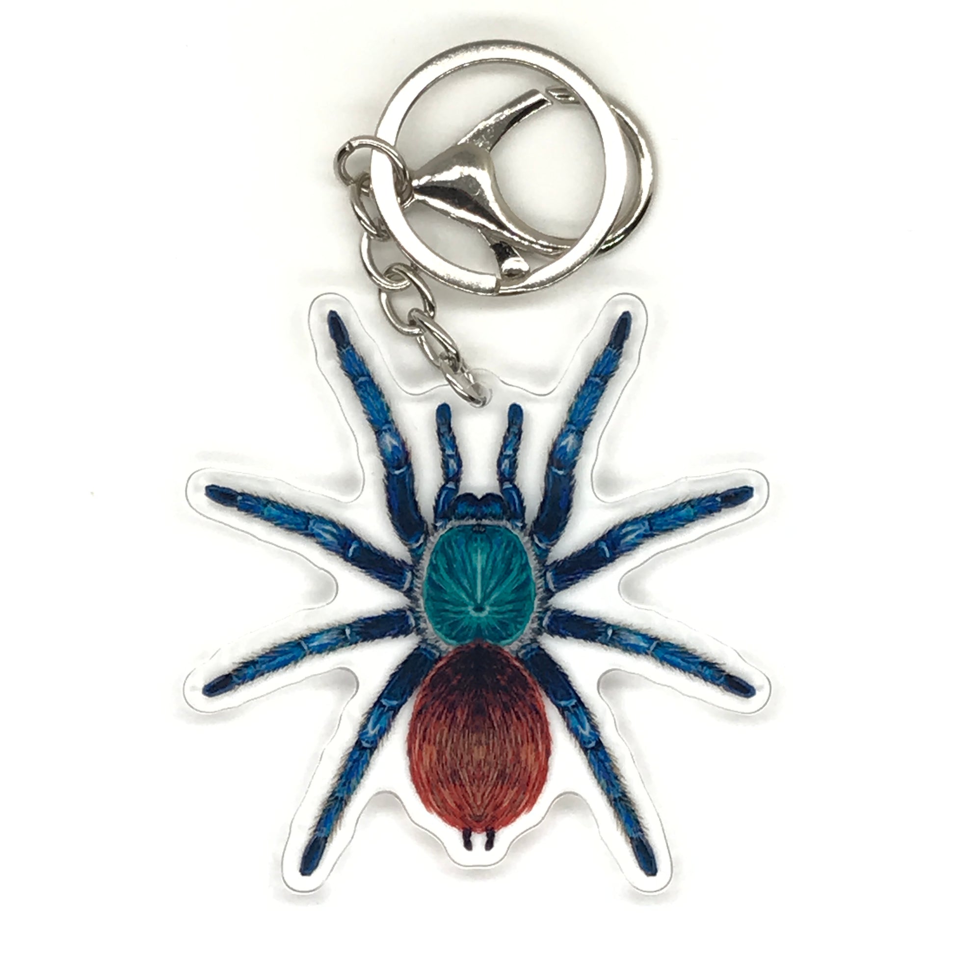Green Bottle Blue Tarantula keychain from The Silk Ranch featuring a colorful acrylic charm of Chromatopelma cyaneopubescens.