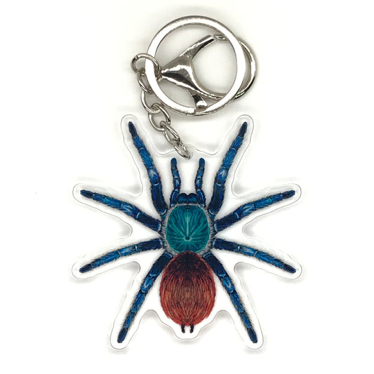 Green Bottle Blue Tarantula Keychain, Chromatopelma Cyaneopubescens Acrylic Charm from The Silk Ranch