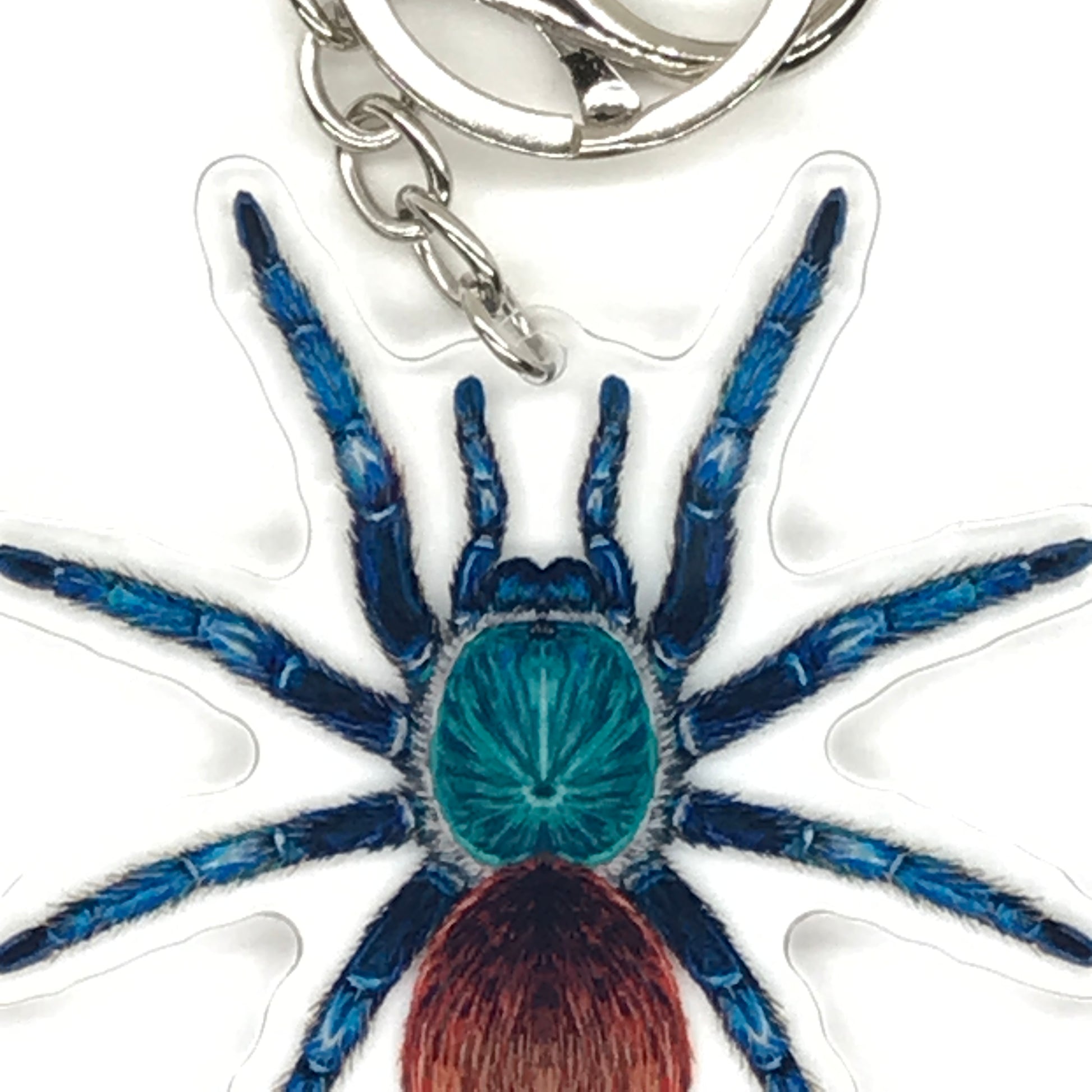 Green bottle blue tarantula keychain with acrylic charm featuring Chromatopelma cyaneopubescens from The Silk Ranch.