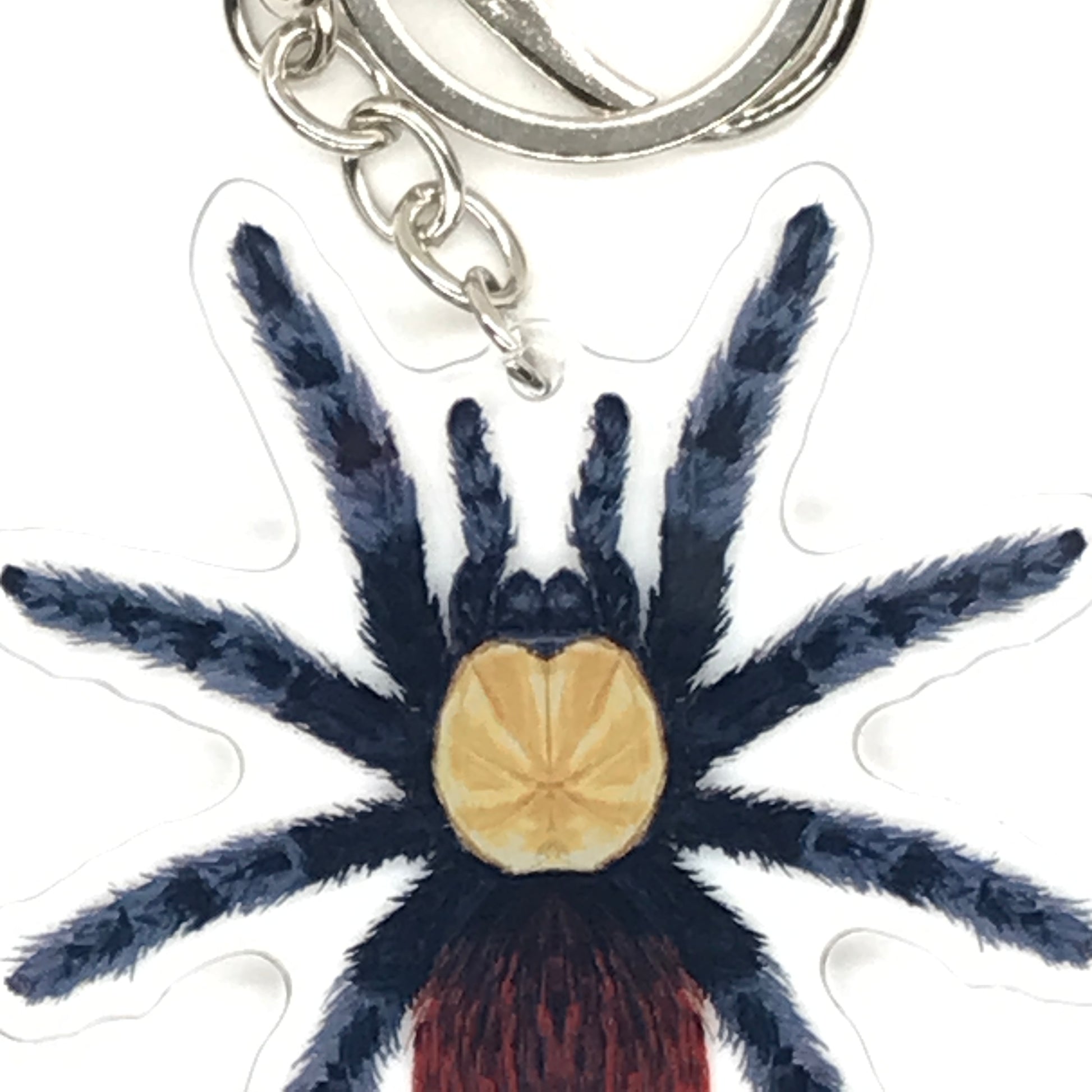 Golden Red Rump Tarantula keychain featuring acrylic charm of Brachypelma albiceps on a keyring, from The Silk Ranch.