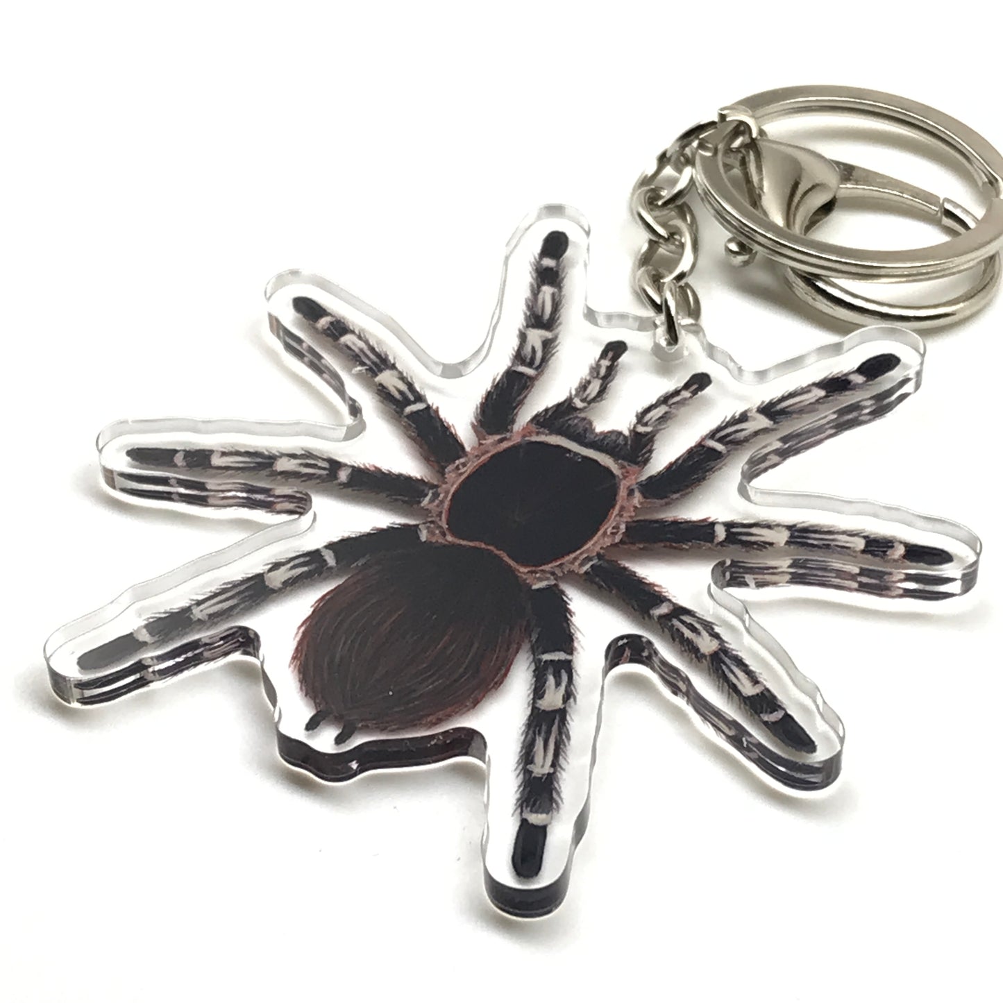 Acrylic keychain featuring a Brazilian Giant White Knee Tarantula (Acanthoscurria geniculata) charm with detailed white and brown spider design.