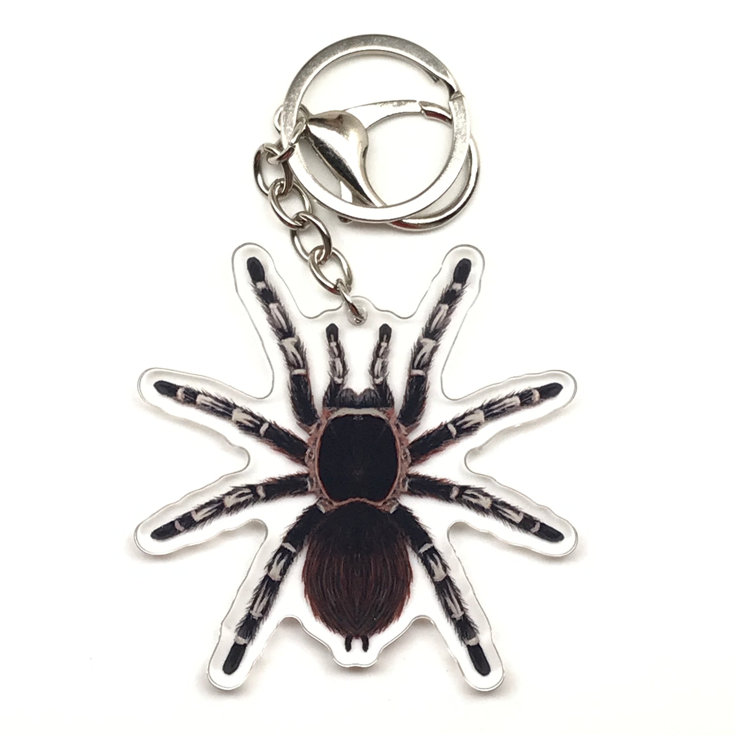 Brazilian Giant White Knee Tarantula keychain by The Silk Ranch featuring acrylic charm of Acanthoscurria geniculata spider.