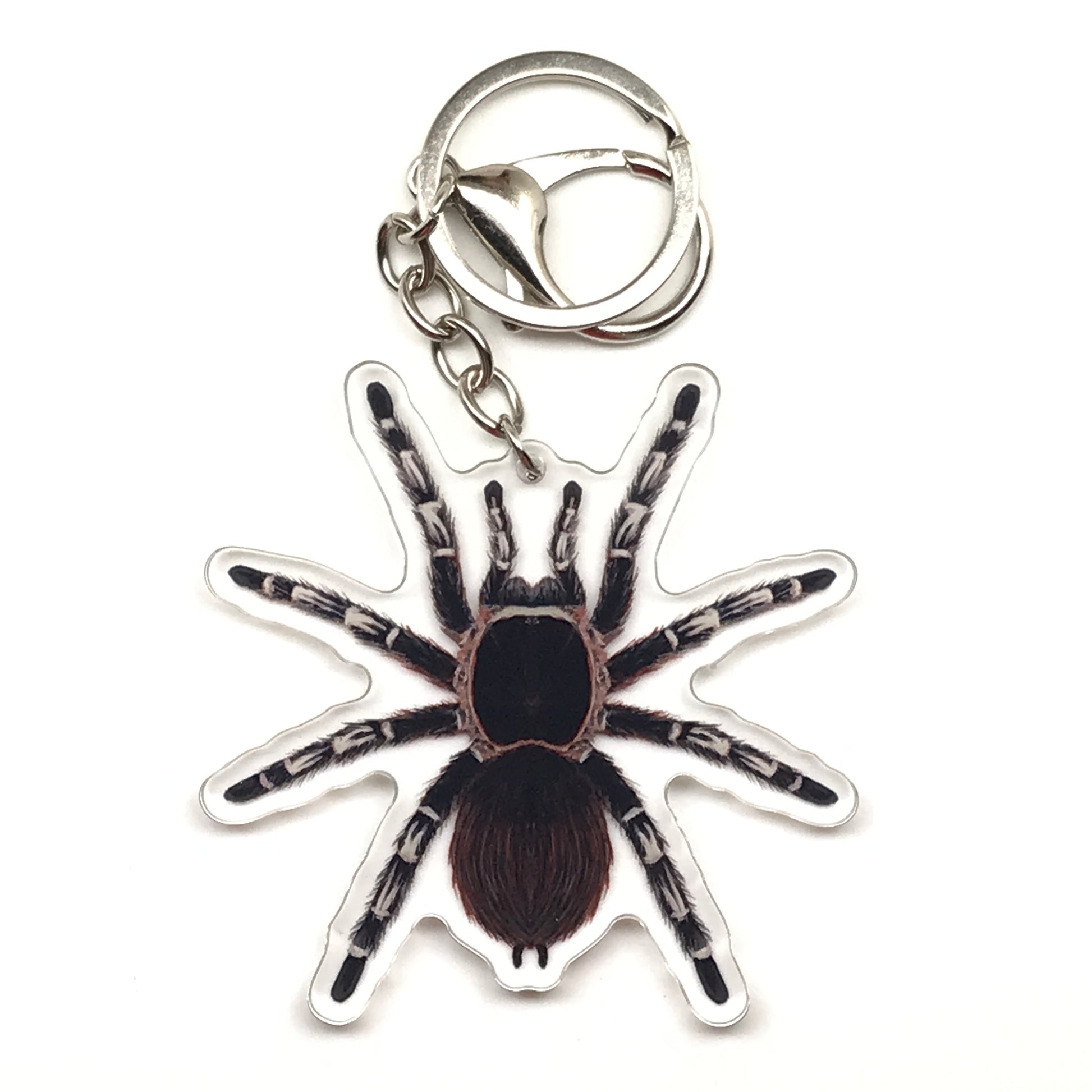 Brazilian Giant White Knee Tarantula keychain by The Silk Ranch featuring acrylic charm of Acanthoscurria geniculata spider.