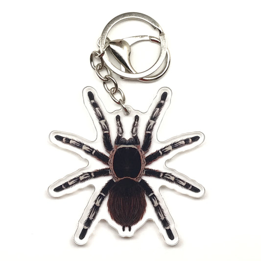 Brazilian Giant White Knee Tarantula Keychain, Acanthoscurria Geniculata Acrylic Charm from The Silk Ranch