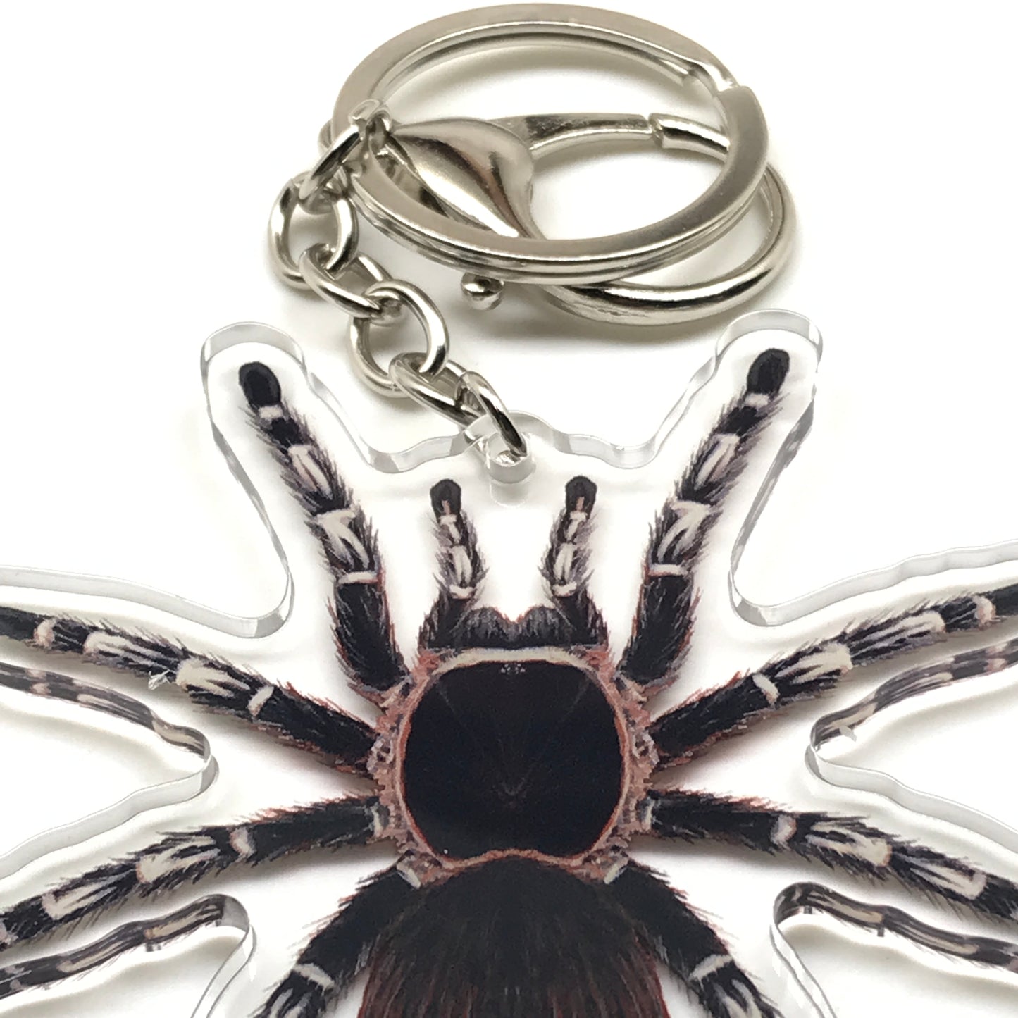 Acrylic keychain featuring a Brazilian Giant White Knee Tarantula (Acanthoscurria geniculata) charm, detailed and realistic.