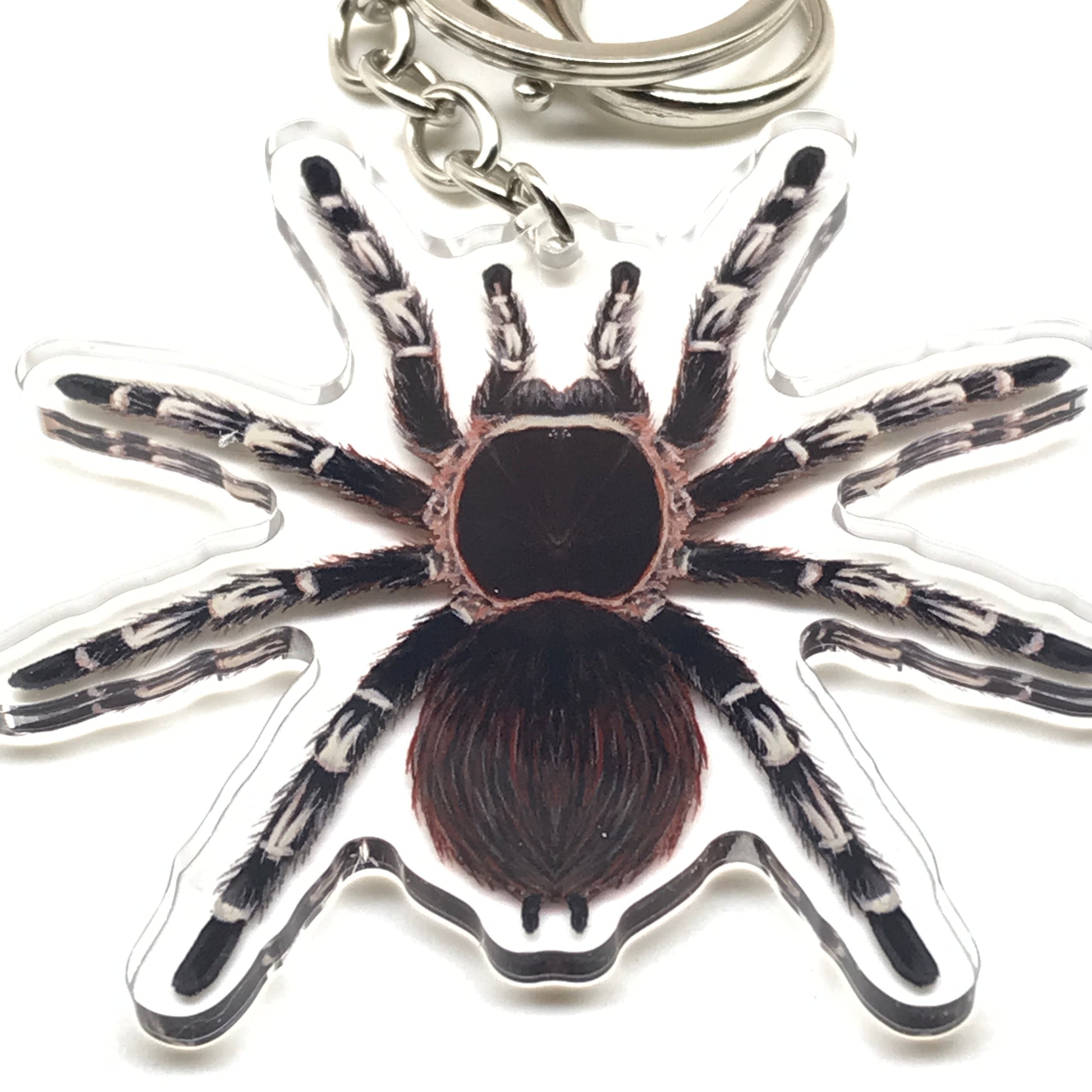 Brazilian Giant White Knee Tarantula acrylic keychain featuring the Acanthoscurria geniculata spider design from The Silk Ranch.