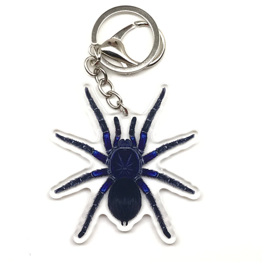Bolivian Blue Leg Tarantula Keychain, Pamphobeteus Antinous Acrylic Charm from The Silk Ranch