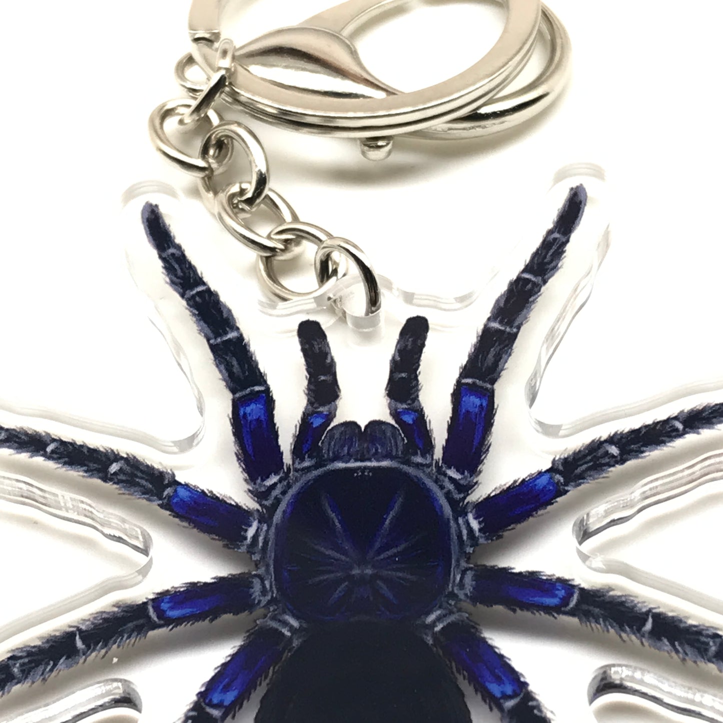 Bolivian Blue Leg Tarantula keychain by The Silk Ranch featuring Pamphobeteus Antinous acrylic charm on a keyring.