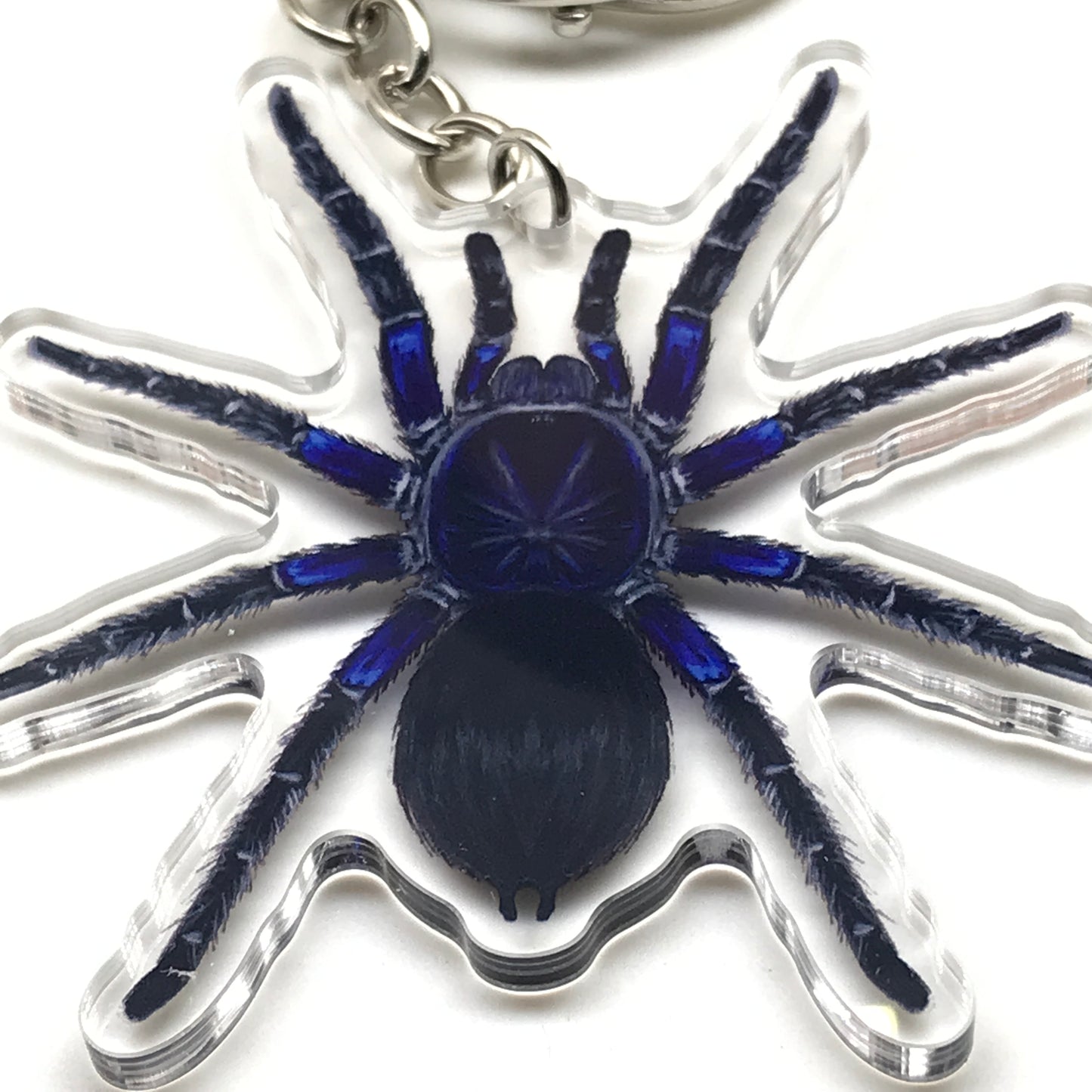 Acrylic keychain featuring a detailed Bolivian Blue Leg Tarantula (Pamphobeteus Antinous) charm with vibrant blue and black coloring.