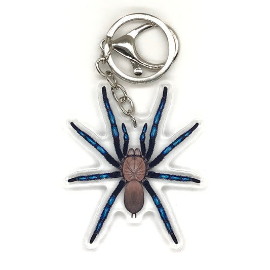 Borean Neon Blue Leg Tarantula Keychain, Birupes Simoroxigorum Acrylic Charm from The Silk Ranch