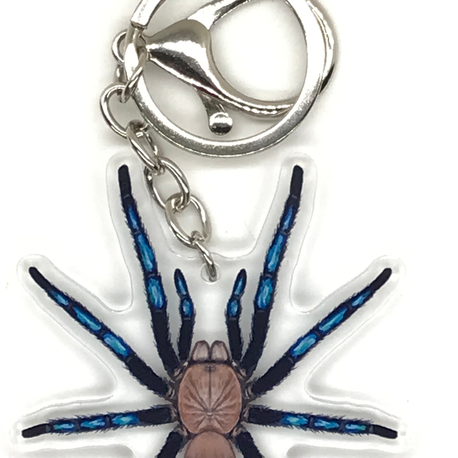 Neon blue Borean leg tarantula keychain from The Silk Ranch, acrylic charm featuring Birupes Simoroxigorum spider design.