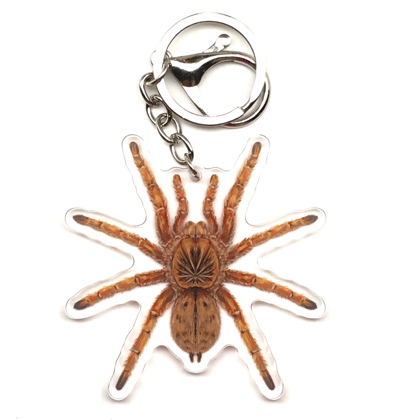 Amber Baboon Tarantula Keychain, Harpactira Cafreriana Acrylic Charm from The Silk Ranch