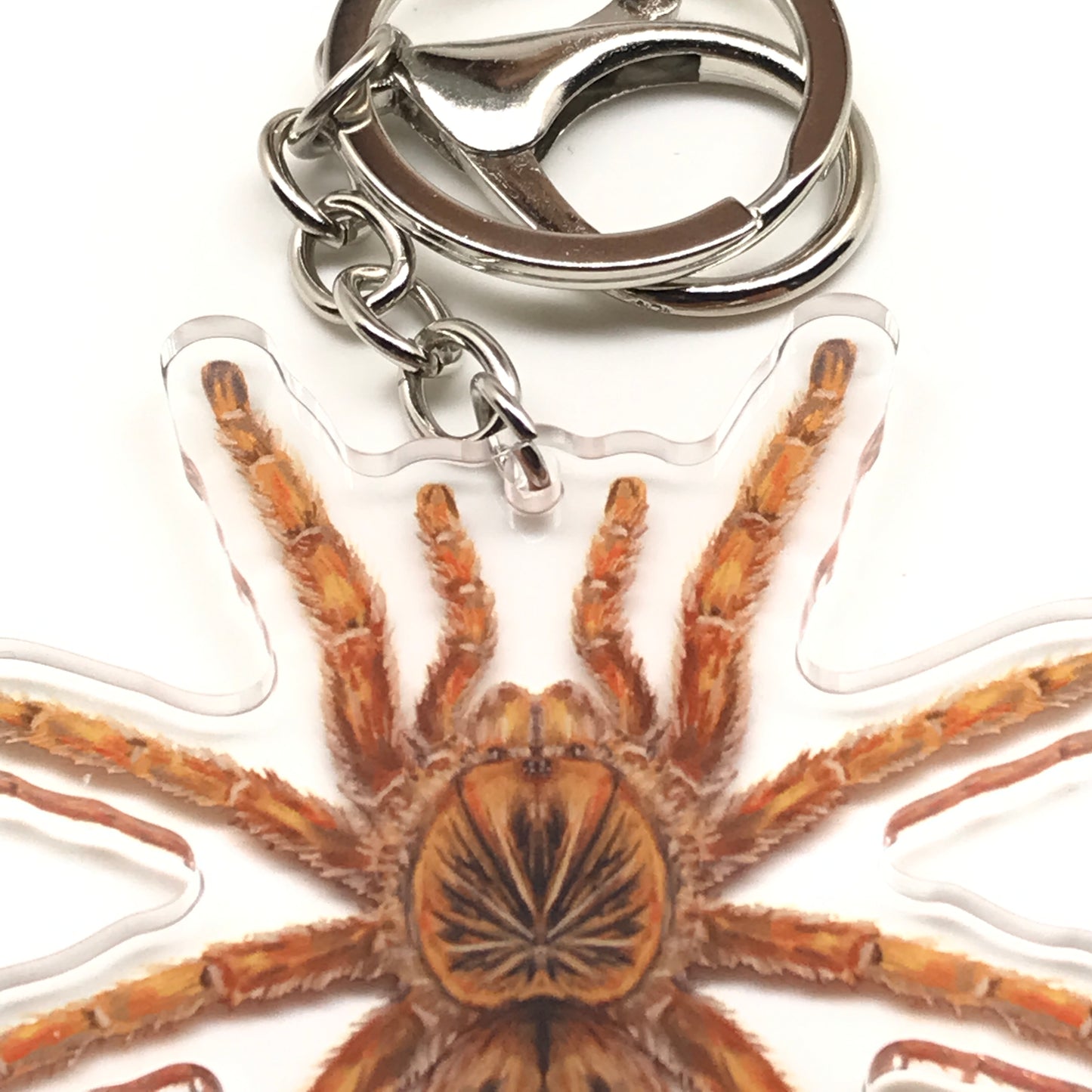 Amber Baboon Tarantula Keychain, Harpactira Cafreriana Acrylic Charm from The Silk Ranch
