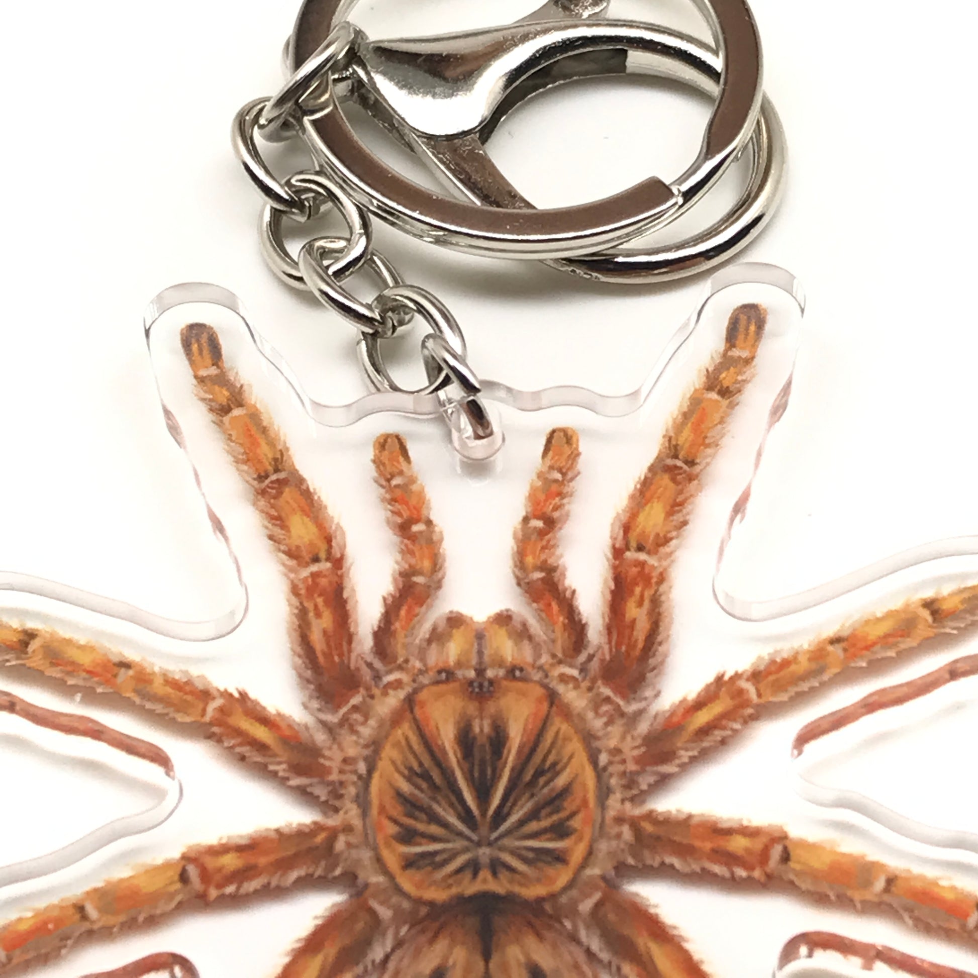 Amber Baboon Tarantula Keychain, Harpactira Cafreriana Acrylic Charm from The Silk Ranch