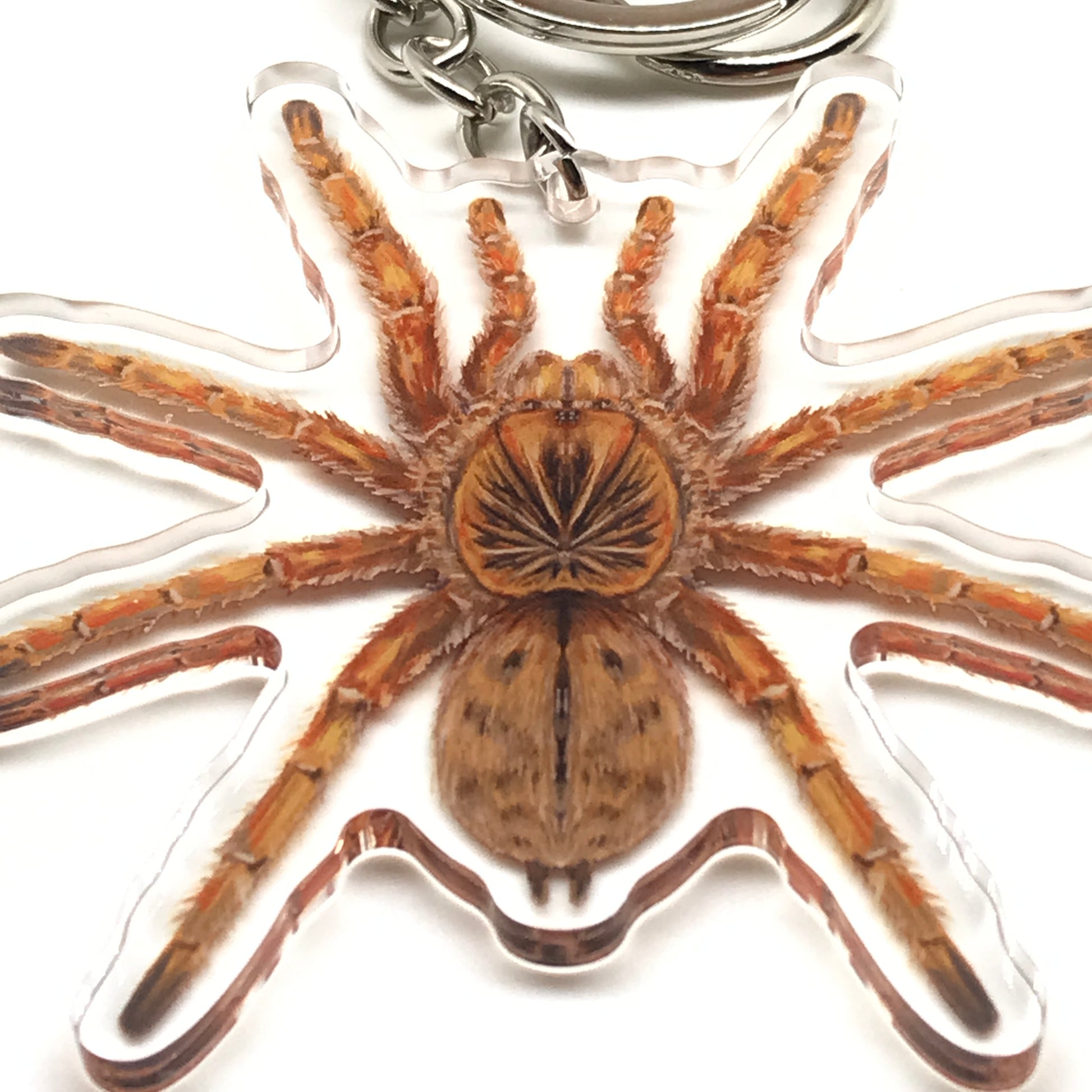Amber Baboon Tarantula Keychain, Harpactira Cafreriana Acrylic Charm from The Silk Ranch