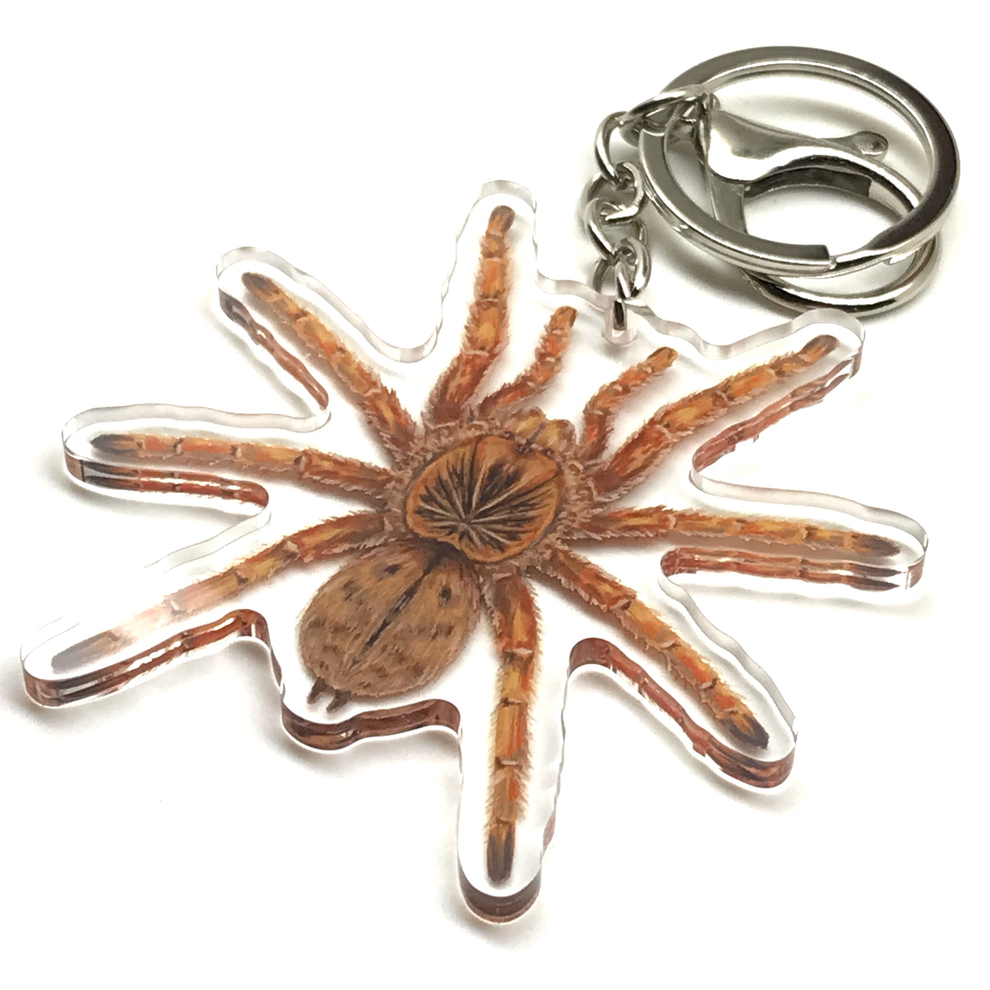 Amber Baboon Tarantula Keychain, Harpactira Cafreriana Acrylic Charm from The Silk Ranch