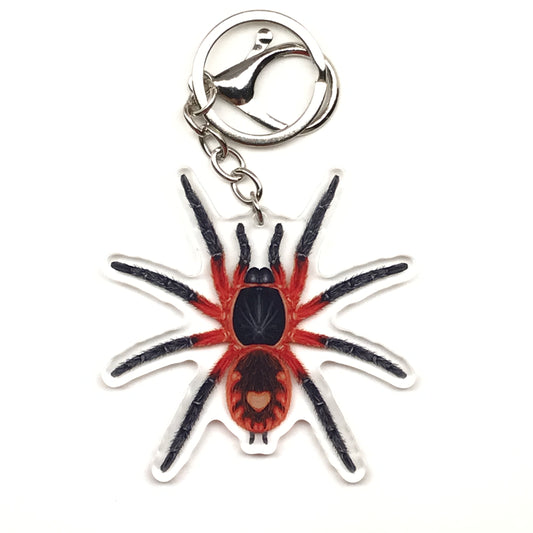 Lava Tarantula Keychain, Davus Sp. Panama Acrylic Charm from The Silk Ranch