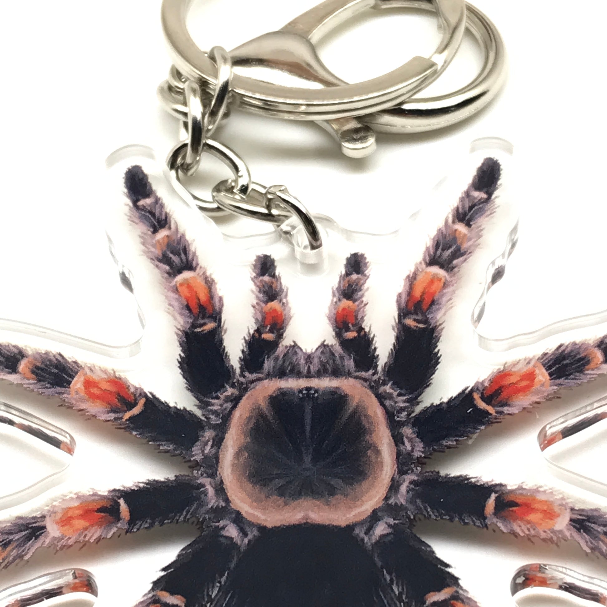 Mexican Red Knee Tarantula keychain with acrylic charm featuring Brachypelma hamorii, vibrant red and black spider design.