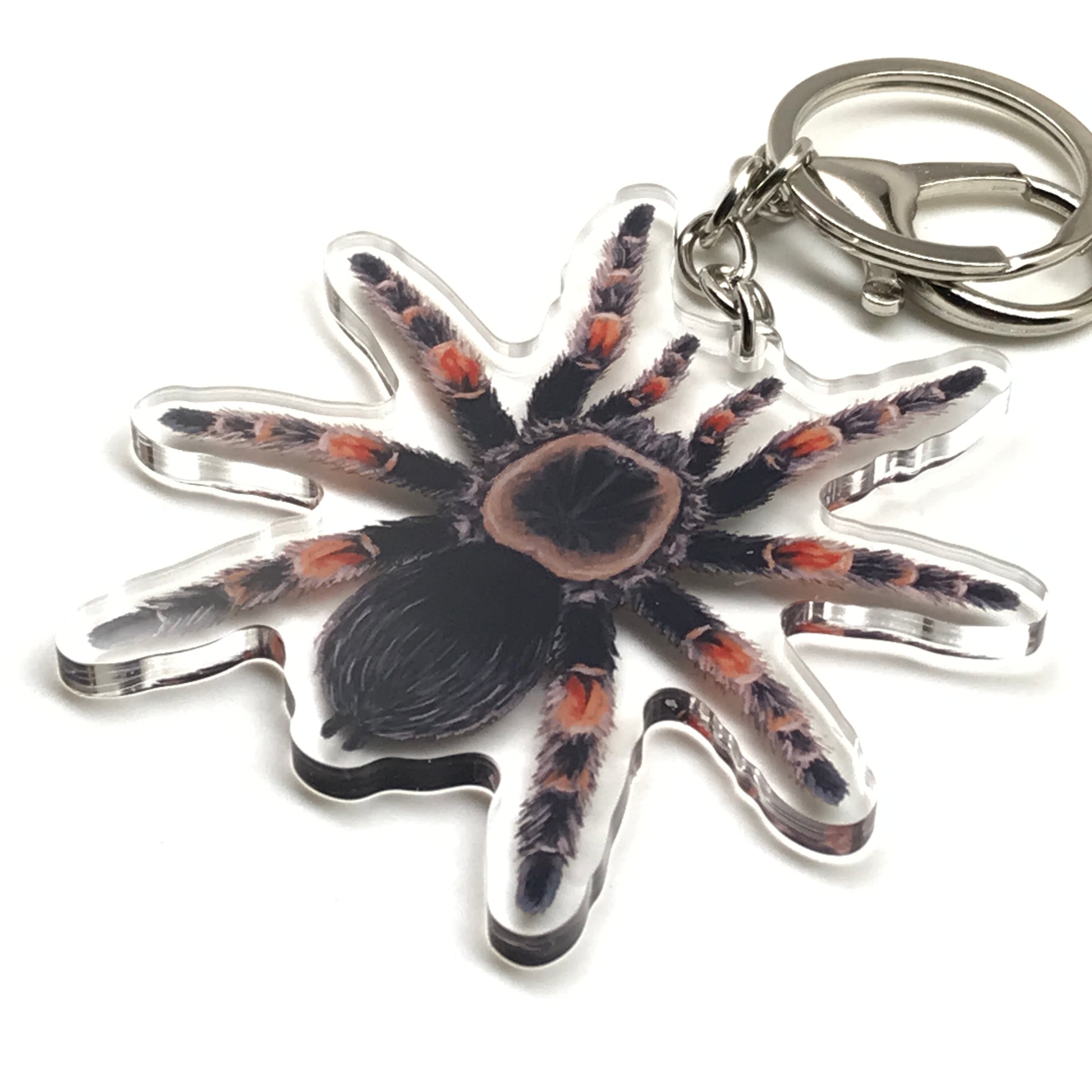 Acrylic keychain featuring a Mexican Red Knee Tarantula (Brachypelma hamorii) charm with detailed red and black coloring.