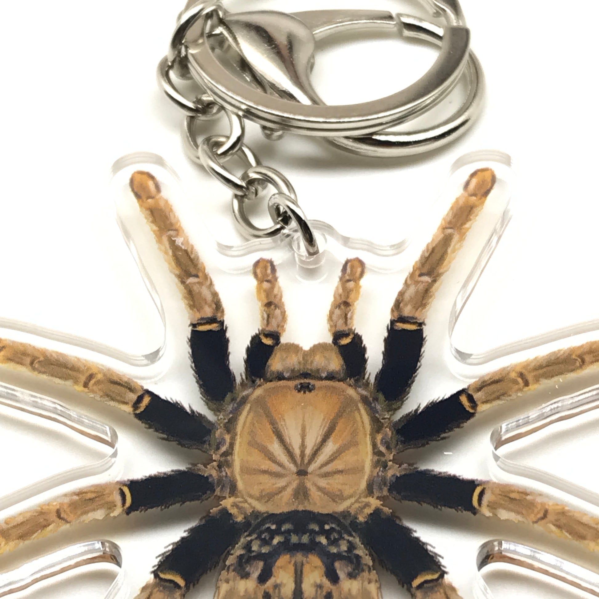 Tanzanian Black and Olive Tarantula keychain charm featuring acrylic Encyocratella olivacea spider design.