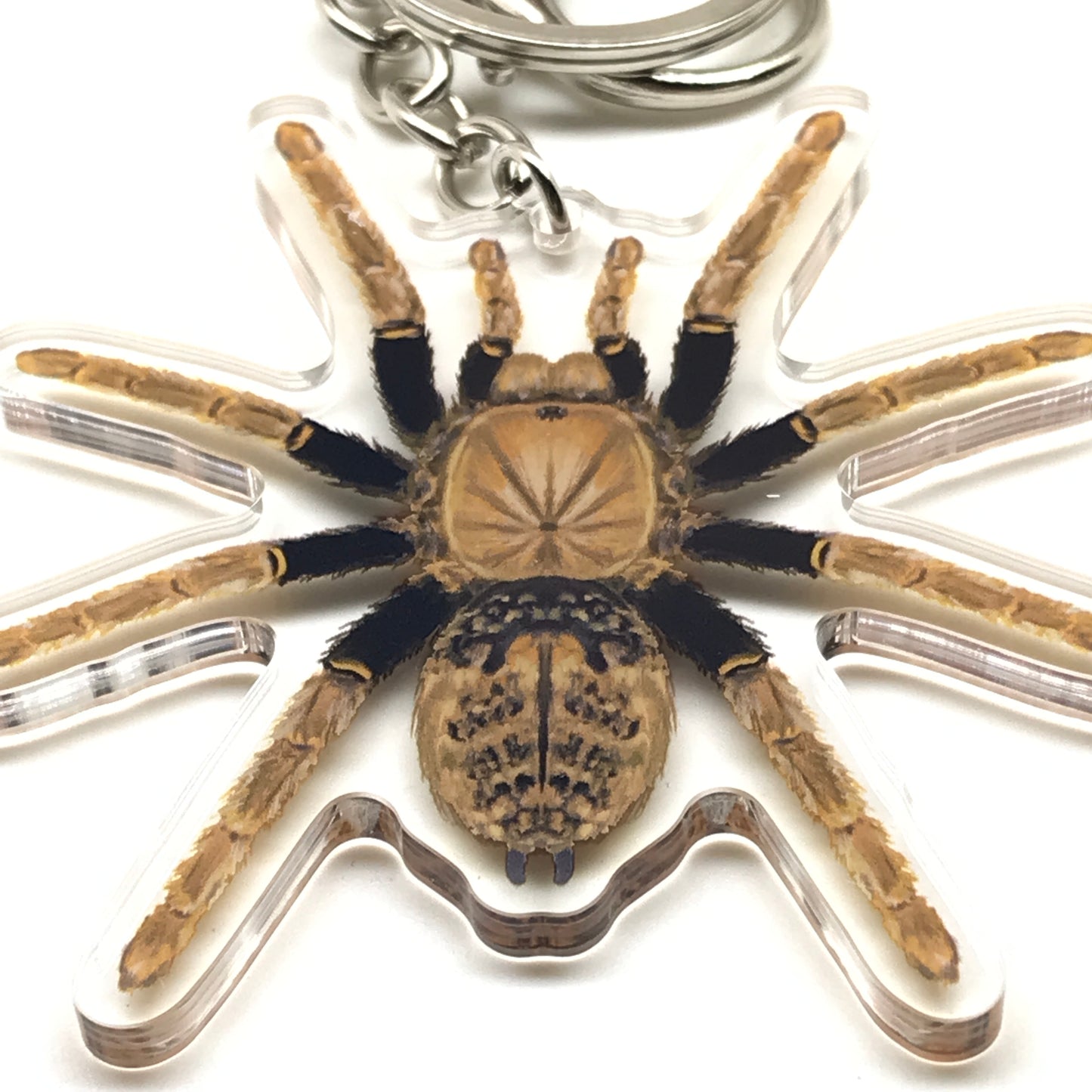 Tanzanian Black and Olive Tarantula keychain featuring Encyocratella Olivacea acrylic charm on a keyring.