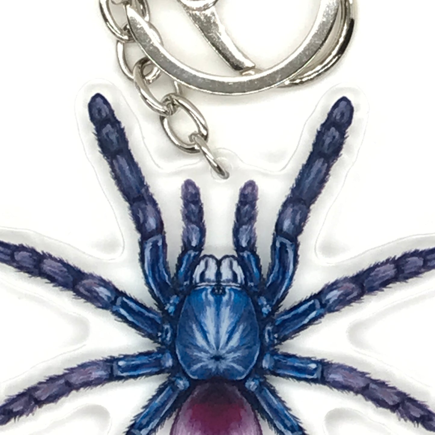 Indian Rainbow Tarantula keychain acrylic charm featuring Chilobrachys Devamatha design from The Silk Ranch.