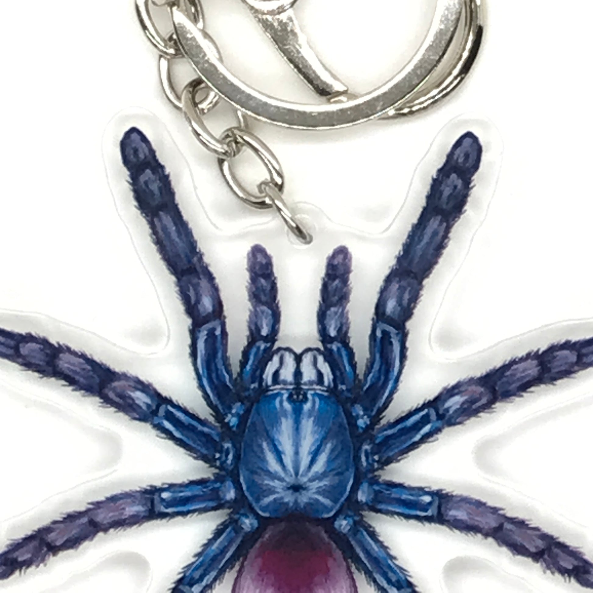Indian Rainbow Tarantula keychain acrylic charm featuring Chilobrachys Devamatha design from The Silk Ranch.