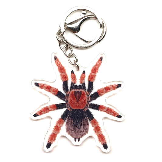 Mexican Fire Leg Tarantula Keychain, Brachypelma Boehmei Acrylic Charm from The Silk Ranch