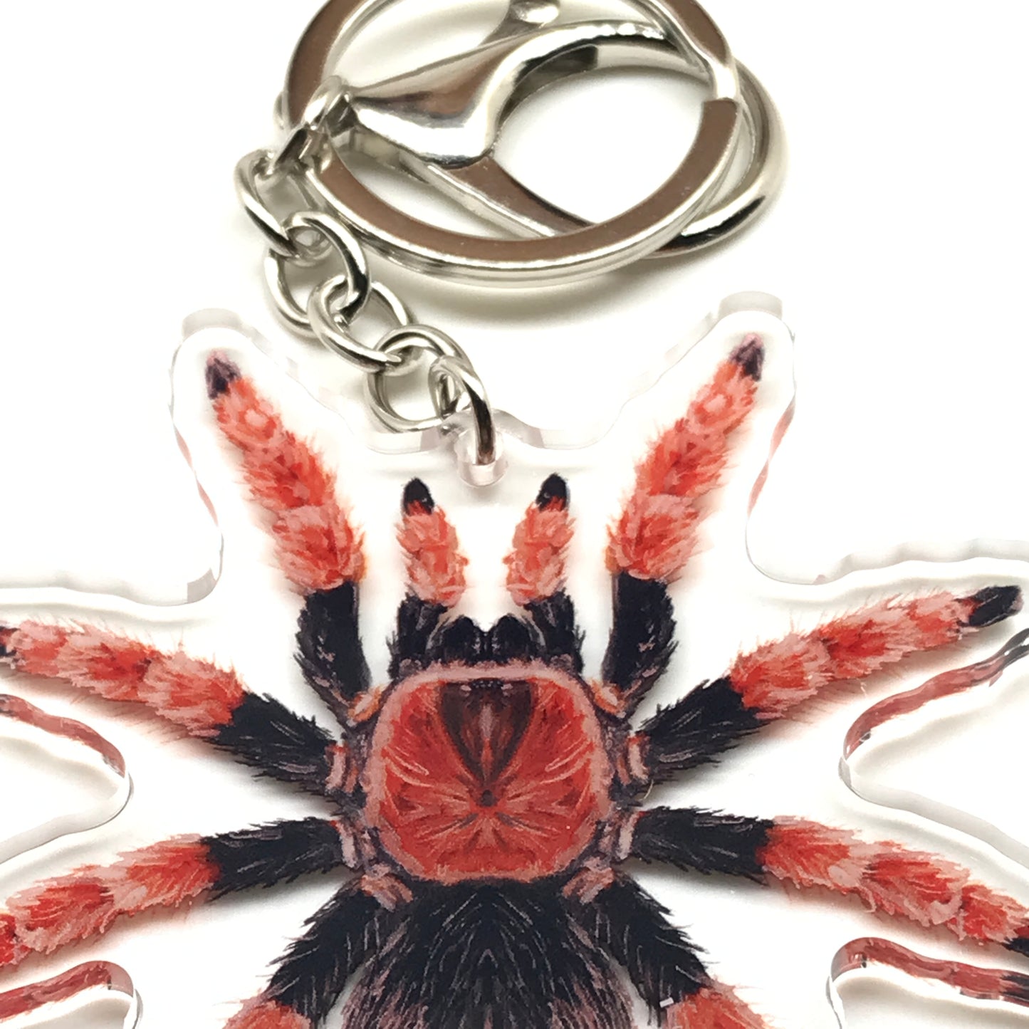 Mexican Fire Leg Tarantula Brachypelma Boehmei acrylic keychain charm with detailed spider design, by The Silk Ranch.