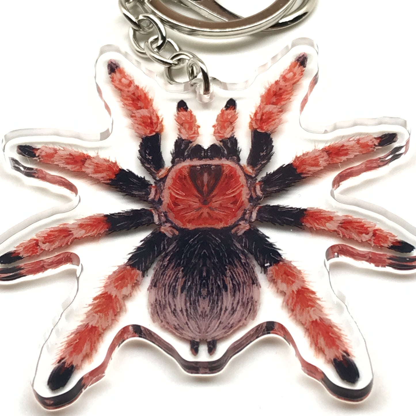Mexican Fire Leg Tarantula keychain featuring Brachypelma boehmei acrylic charm from The Silk Ranch.