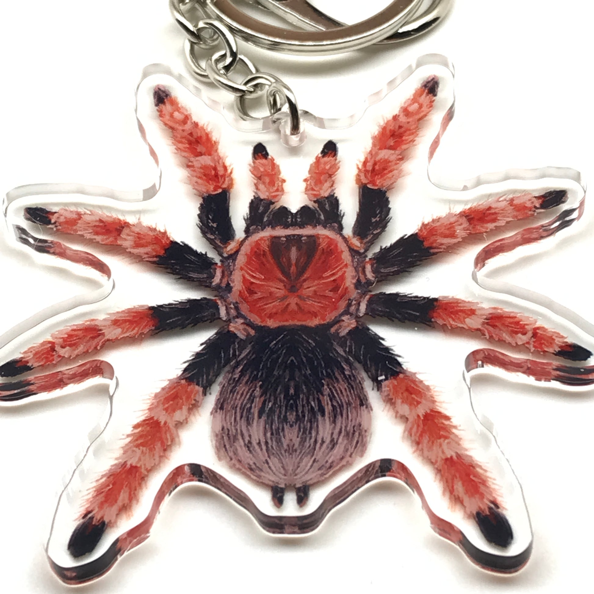 Mexican Fire Leg Tarantula keychain featuring Brachypelma boehmei acrylic charm from The Silk Ranch.