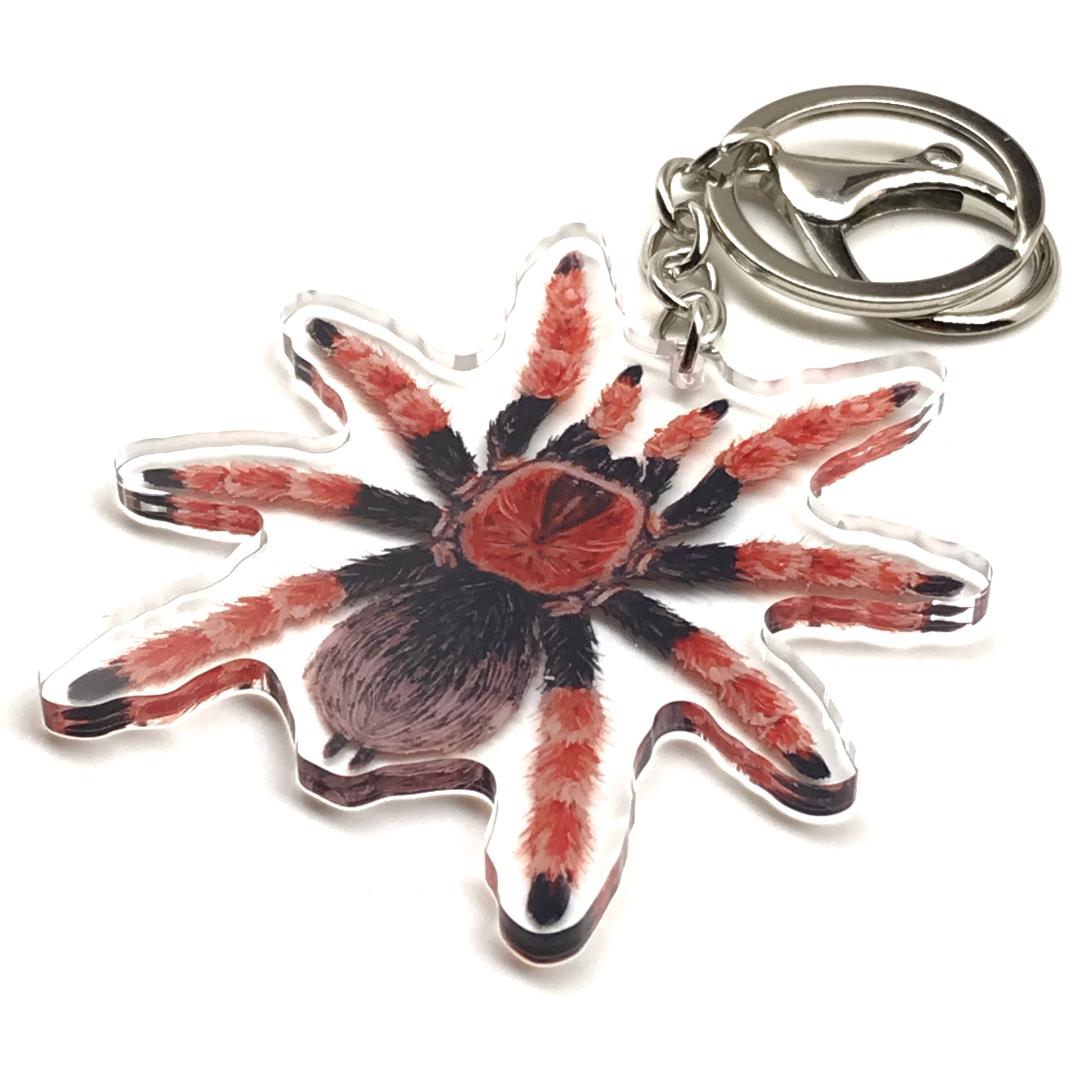 Mexican Fire Leg Tarantula Brachypelma Boehmei acrylic keychain charm with detailed spider design from The Silk Ranch.