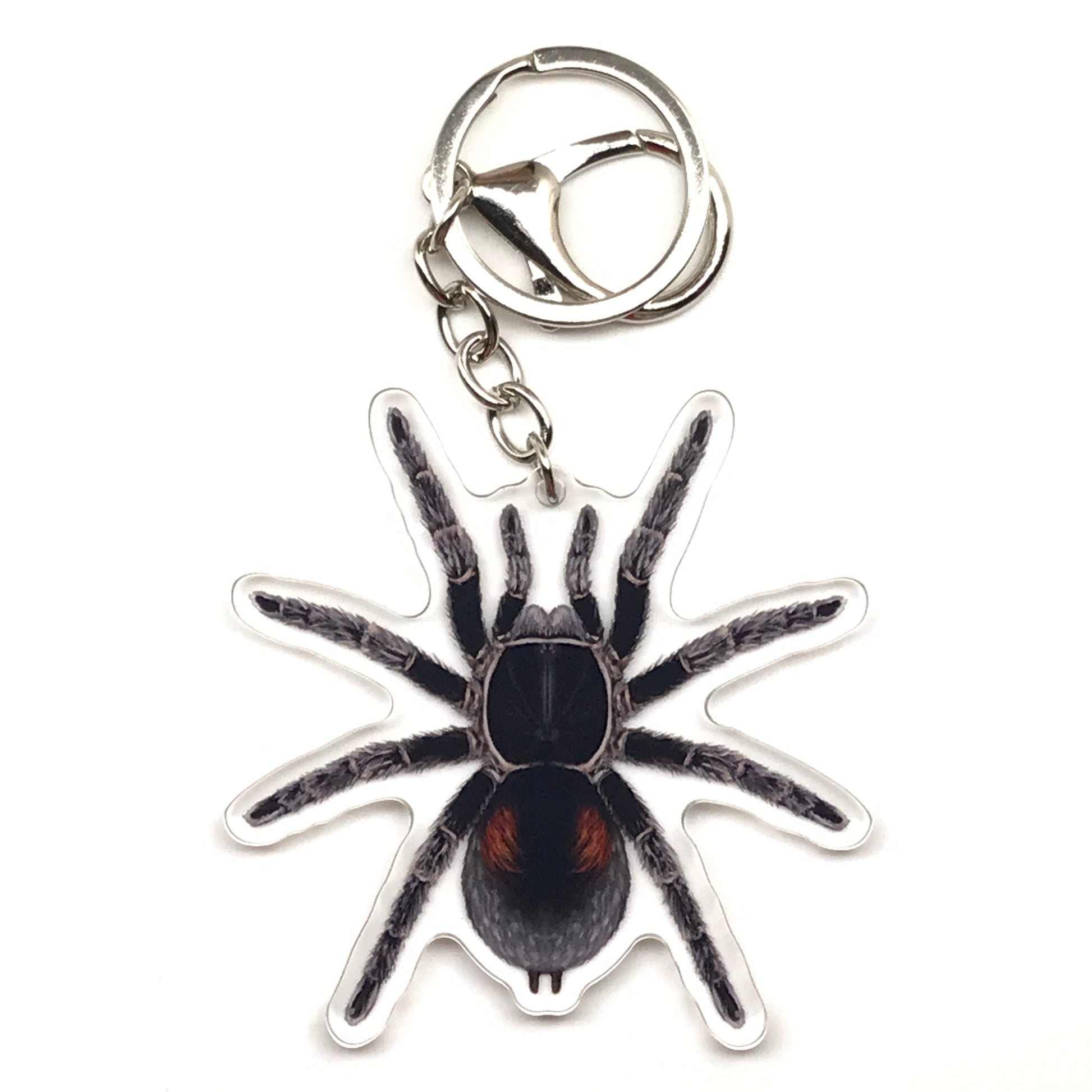 Acrylic keychain featuring a Bistriopelma Matuskai dwarf tarantula charm with detailed black and brown coloring.