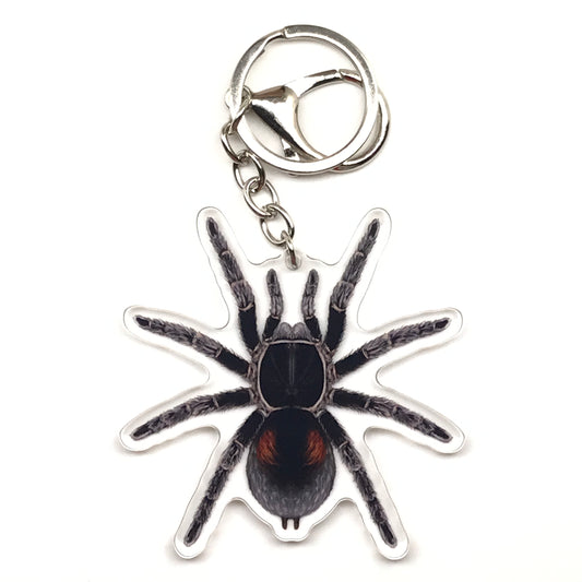 Dwarf Matuskai Tarantula Keychain, Bistriopelma Matuskai Acrylic Charm from The Silk Ranch